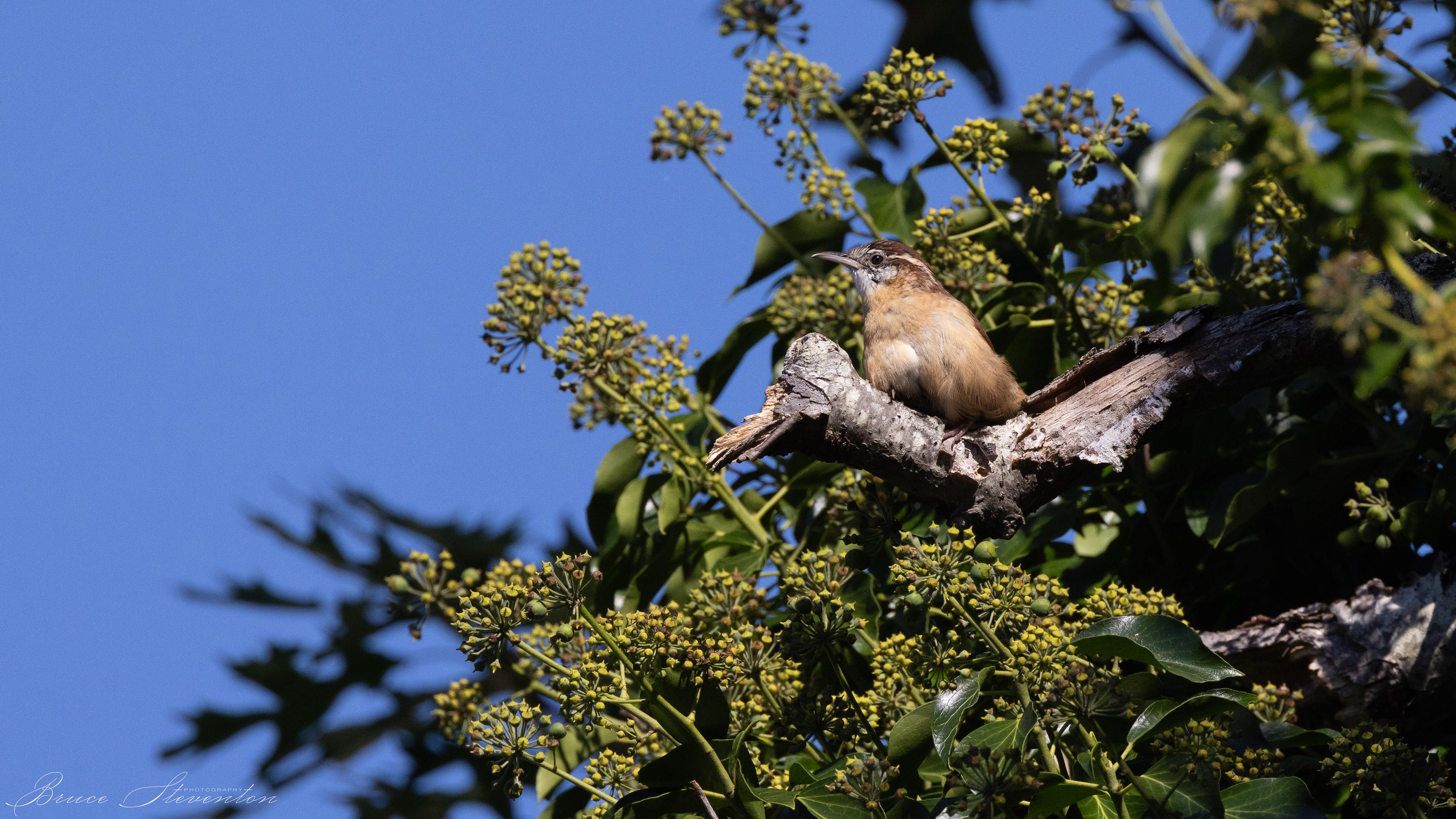 Carolina Wren