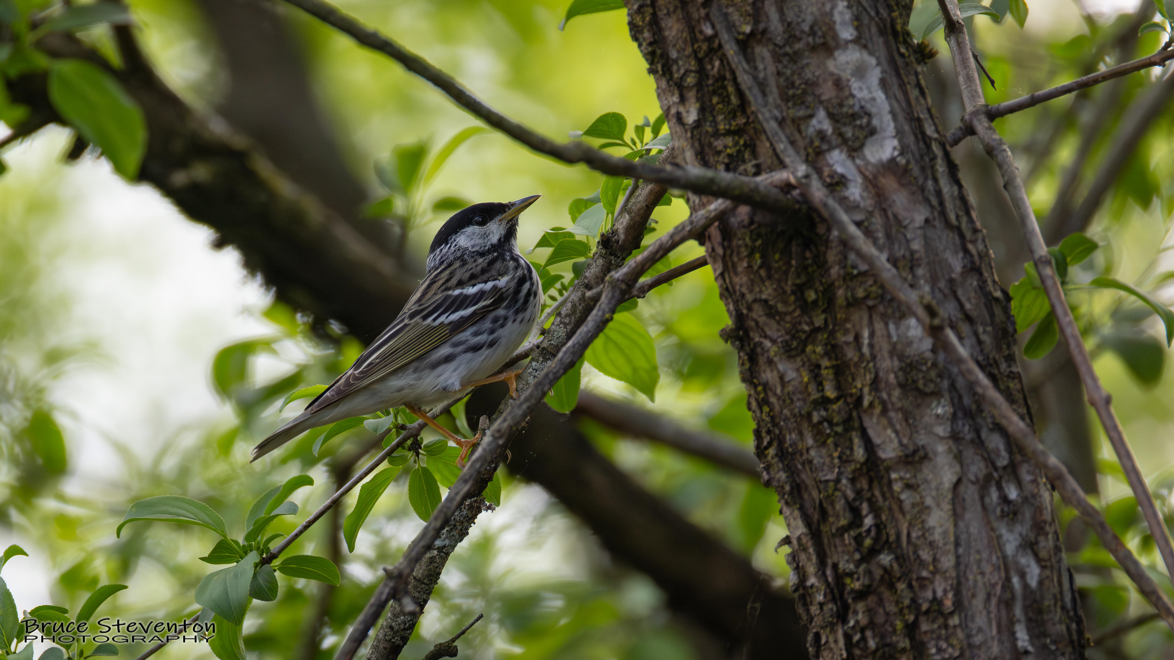 Blackpoll Warbler