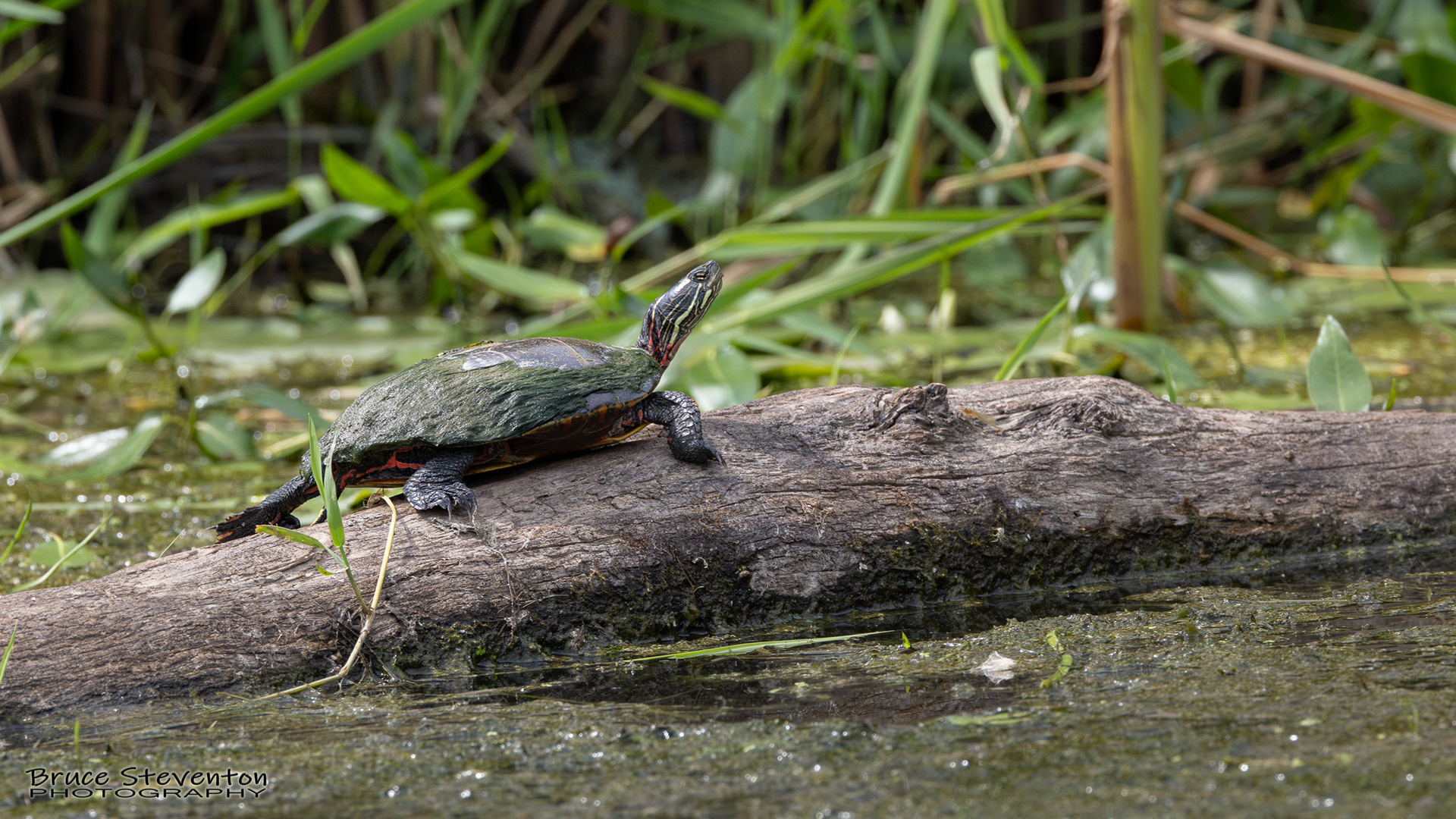 Painted Turtle