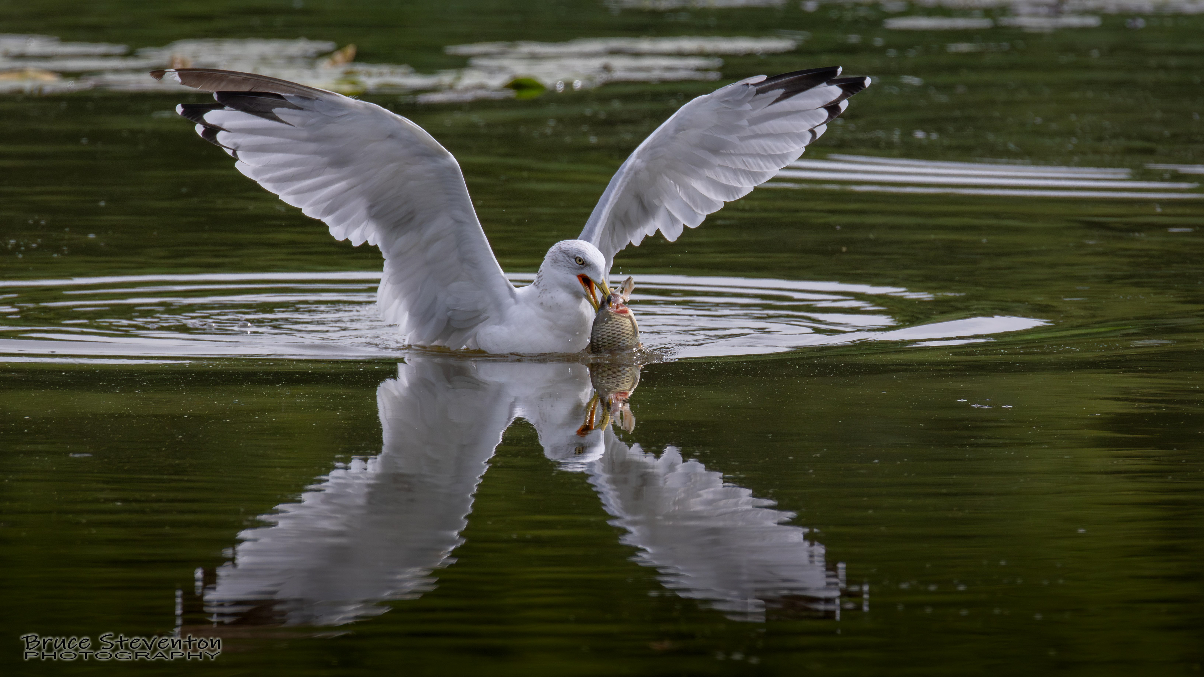 Ring-billed Gull