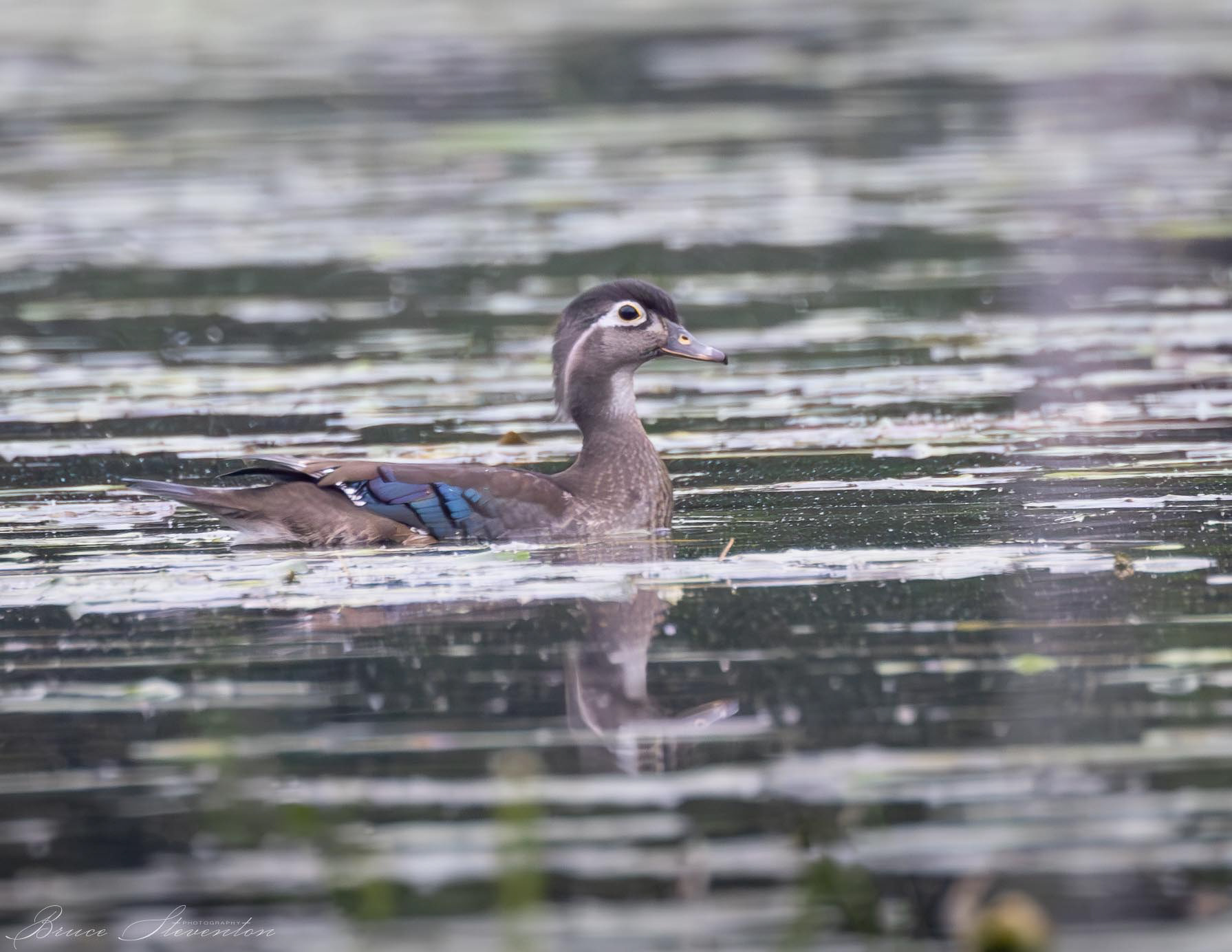 Wood Duck