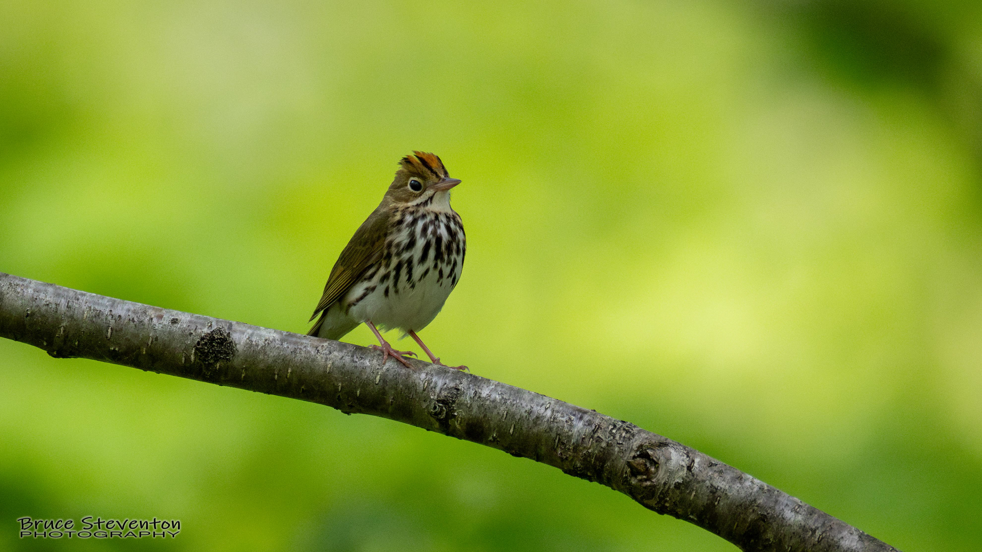 Ovenbird