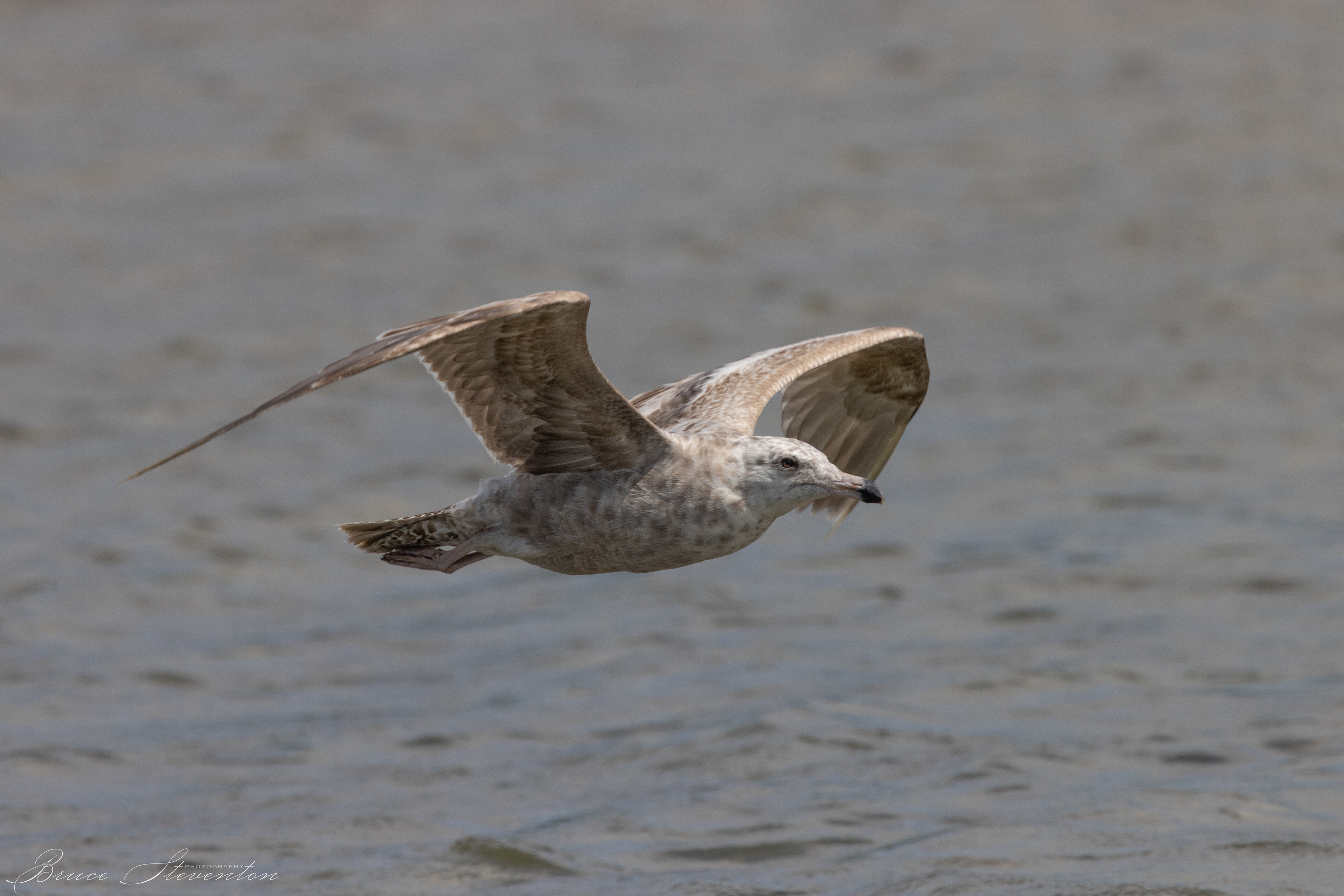Herring Gull