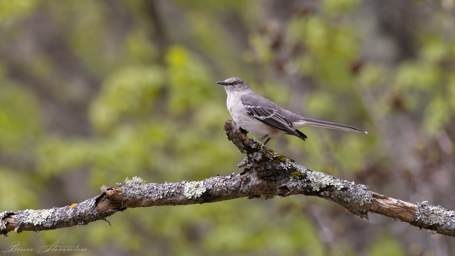 Northern Mockingbird