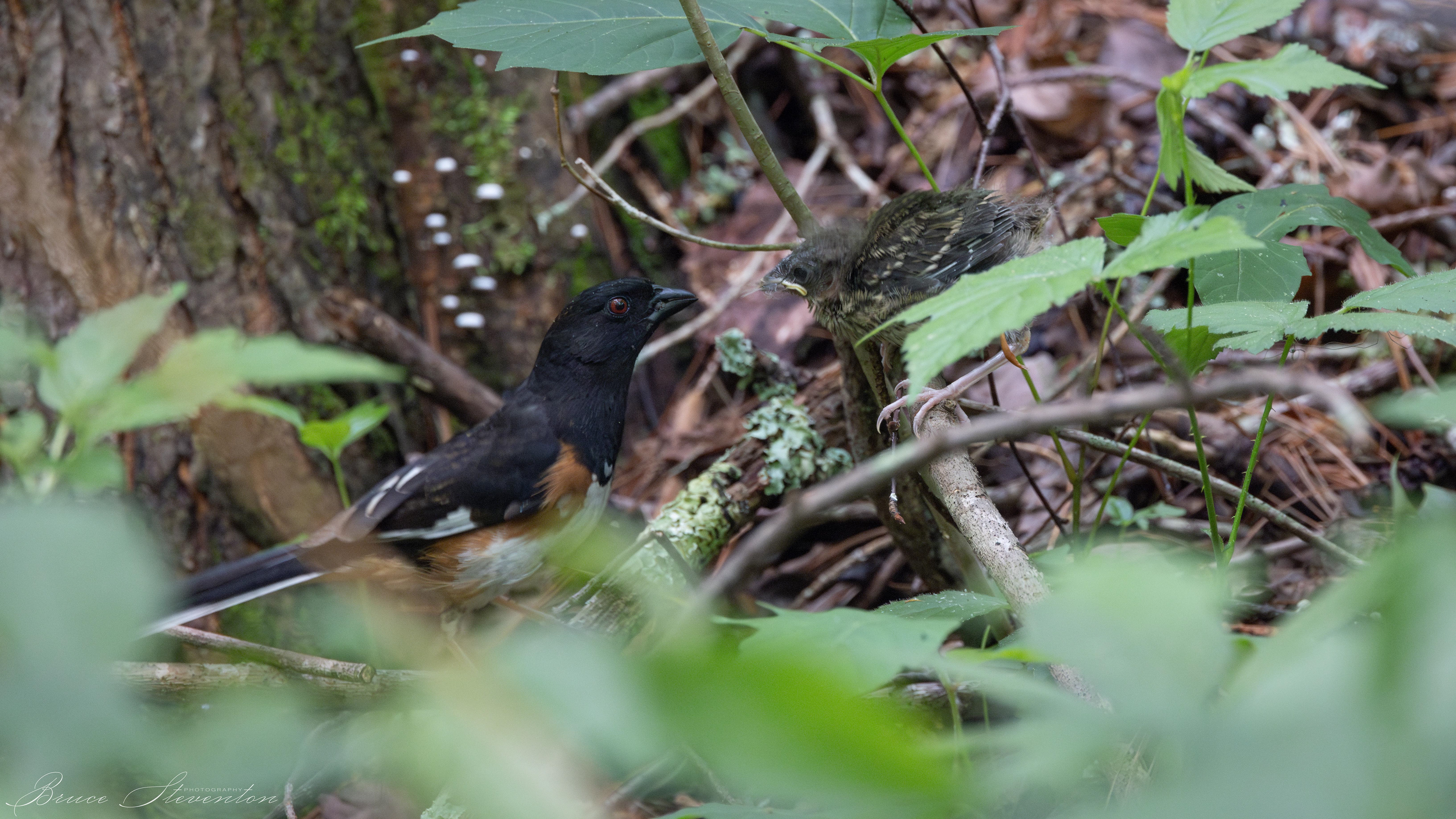 Eastern Towhee - Bartlett Mt