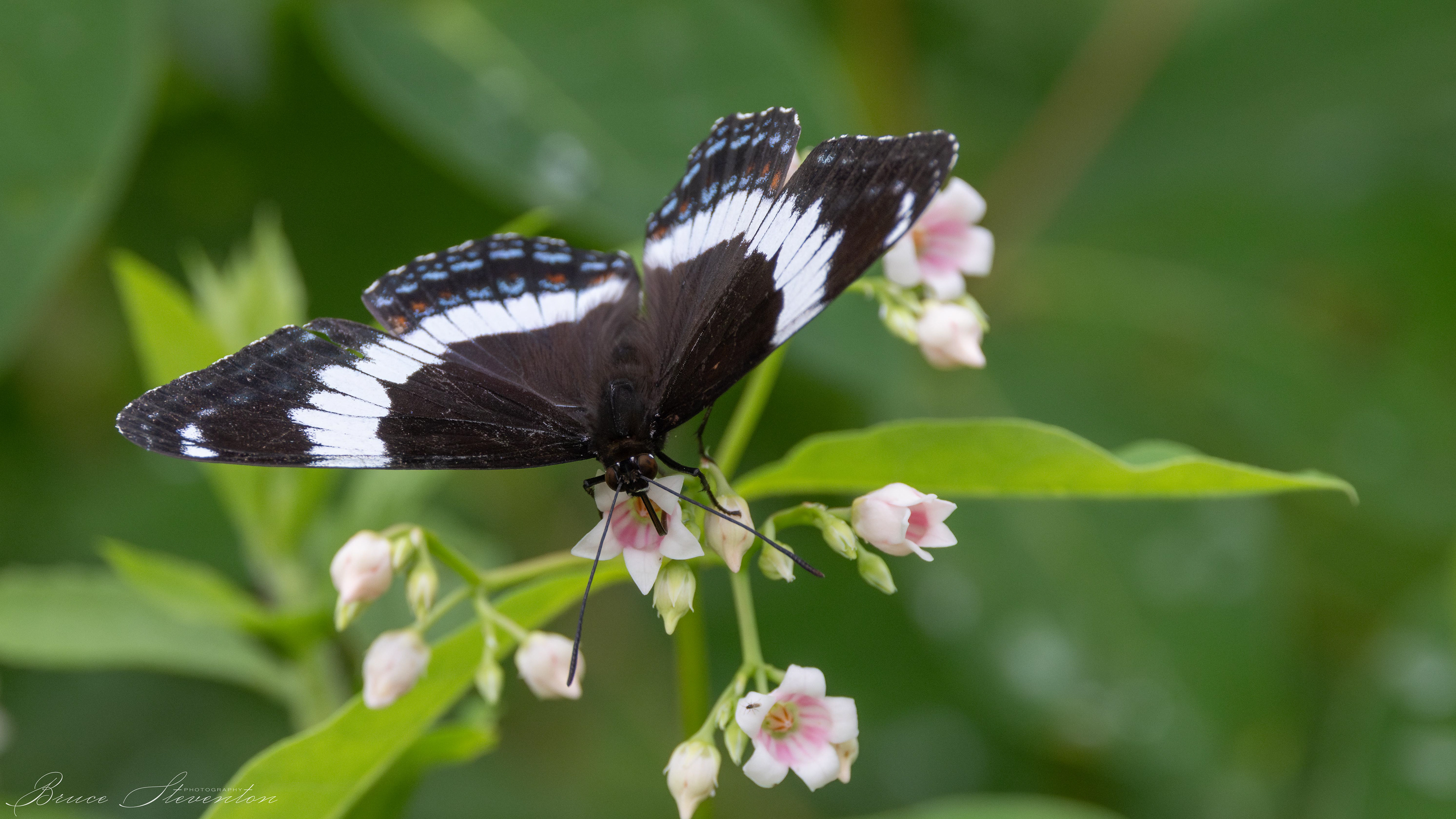 White-banded Admiral feeding