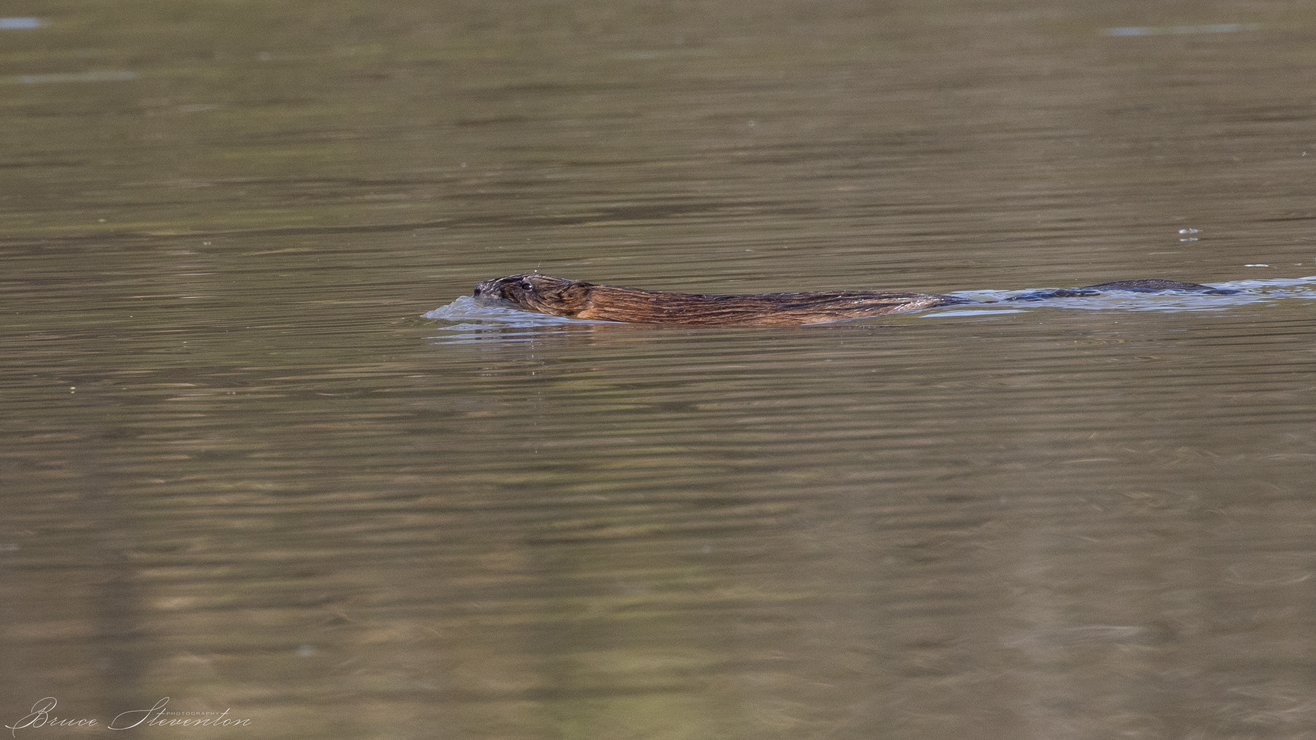 Muskrat