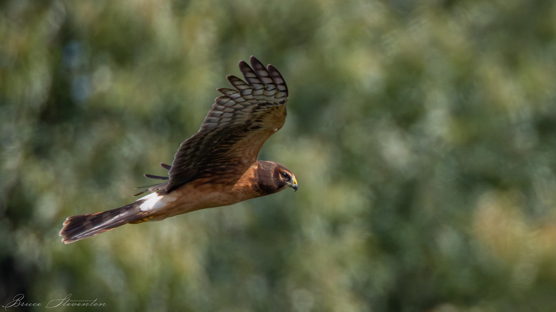 Northern Harrier (F)