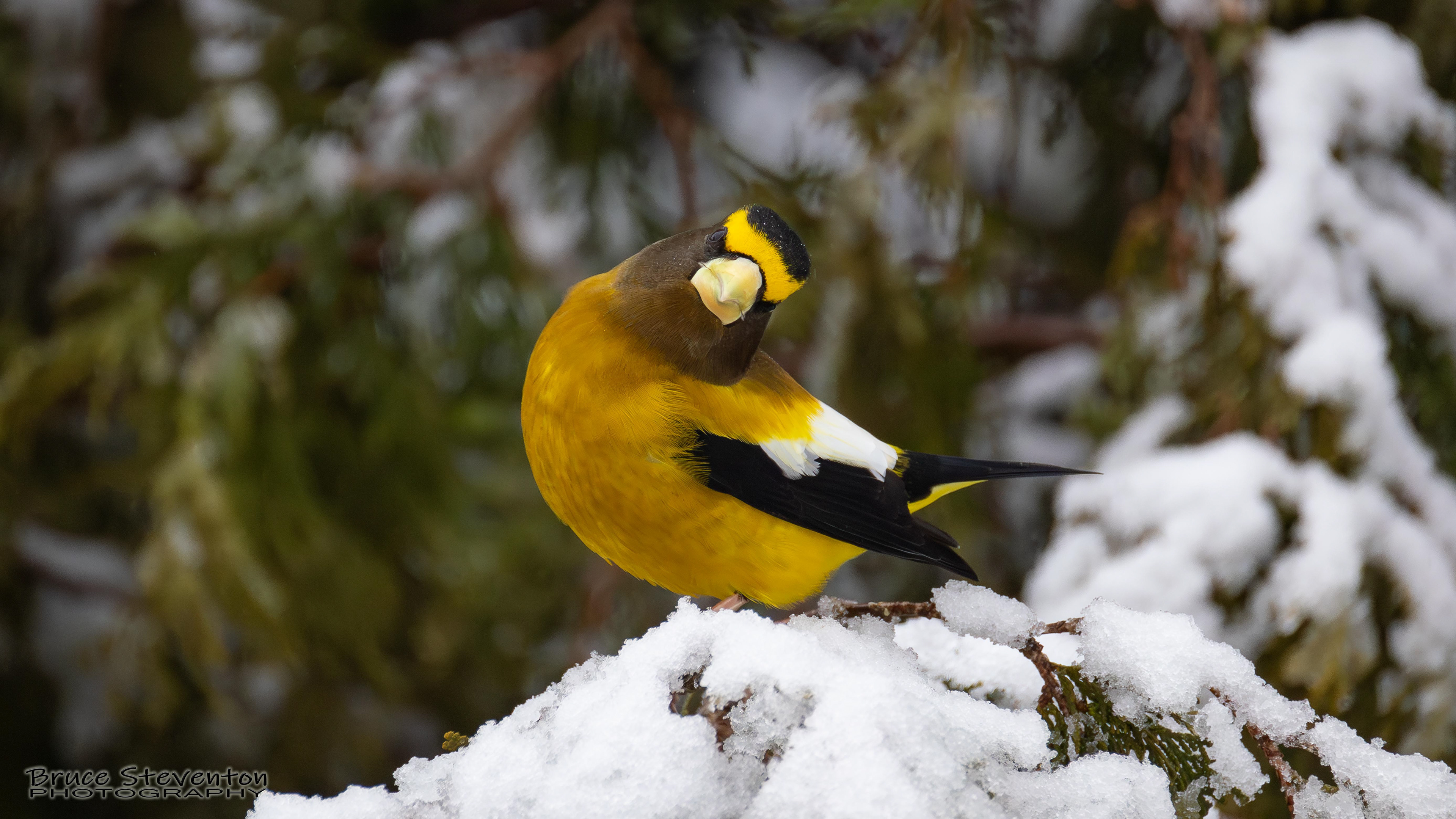 Evening Grosbeak