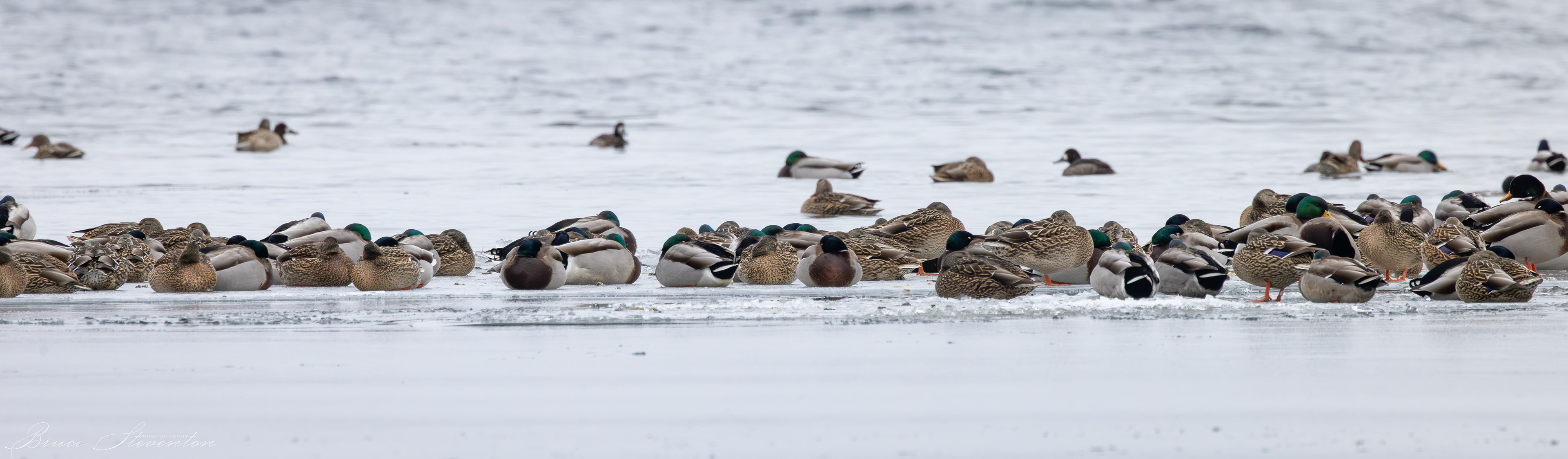 Ducks on Ice