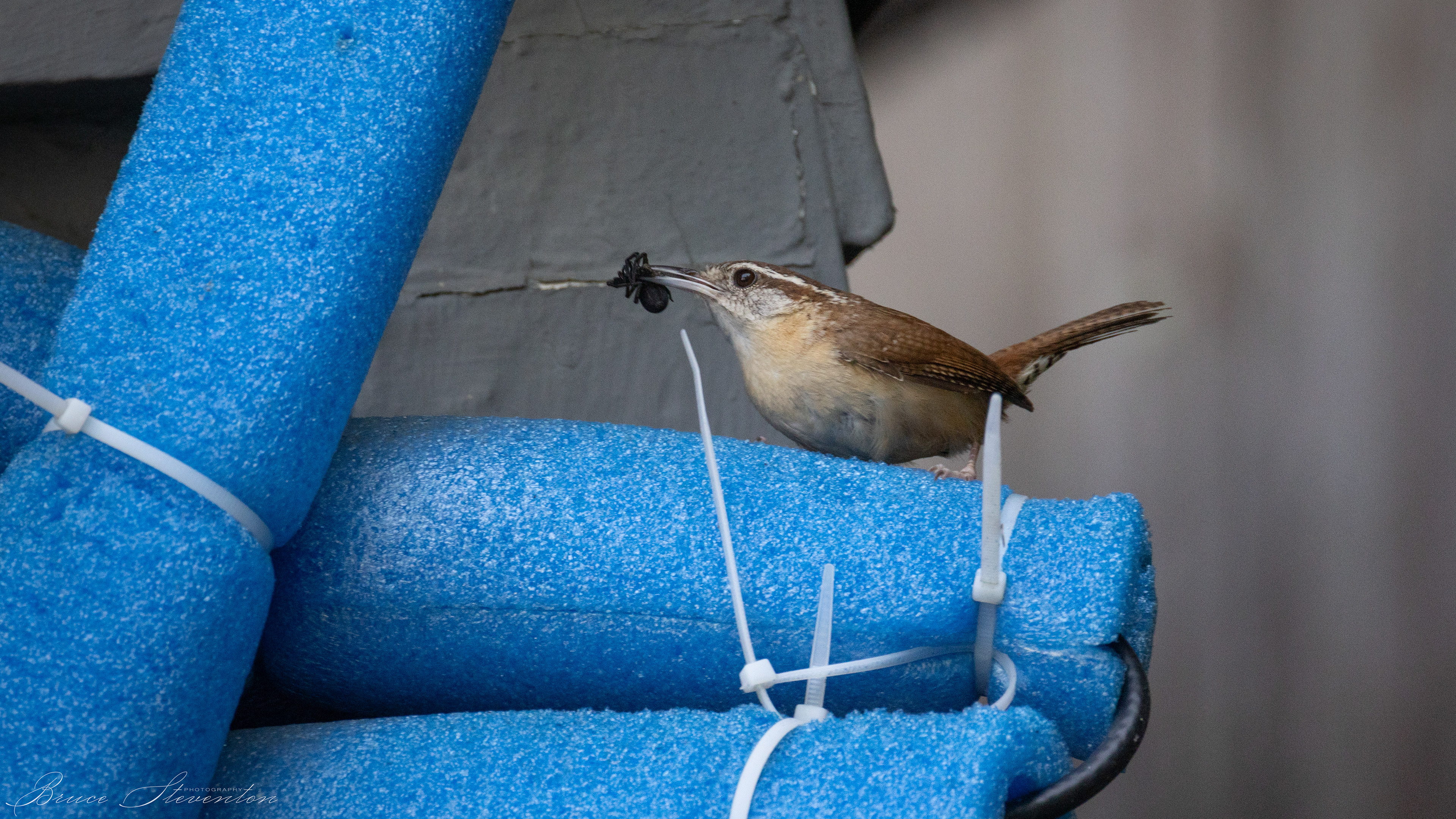 Carolina Wren