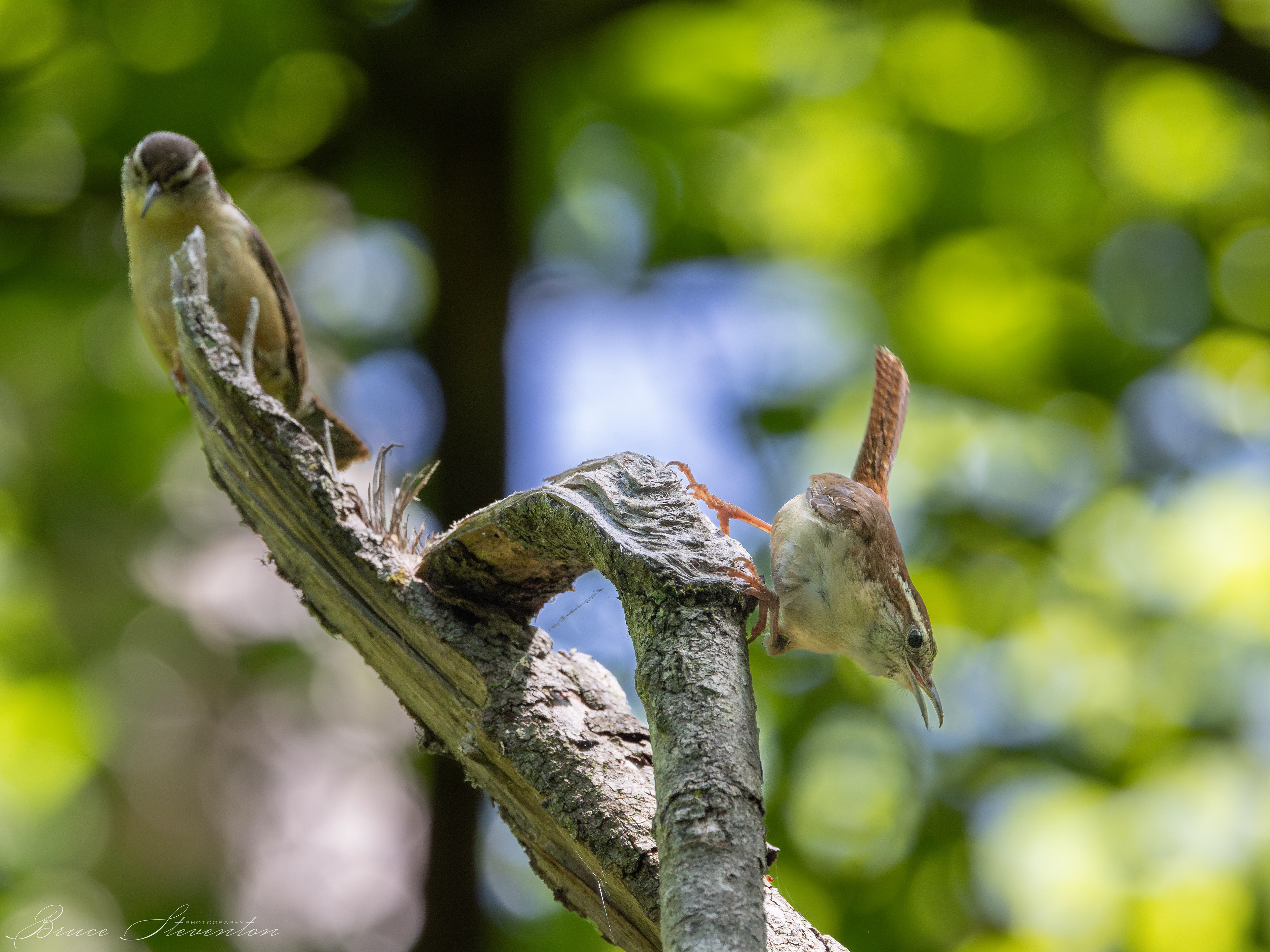 Carolina Wren -Charles D Owen Park