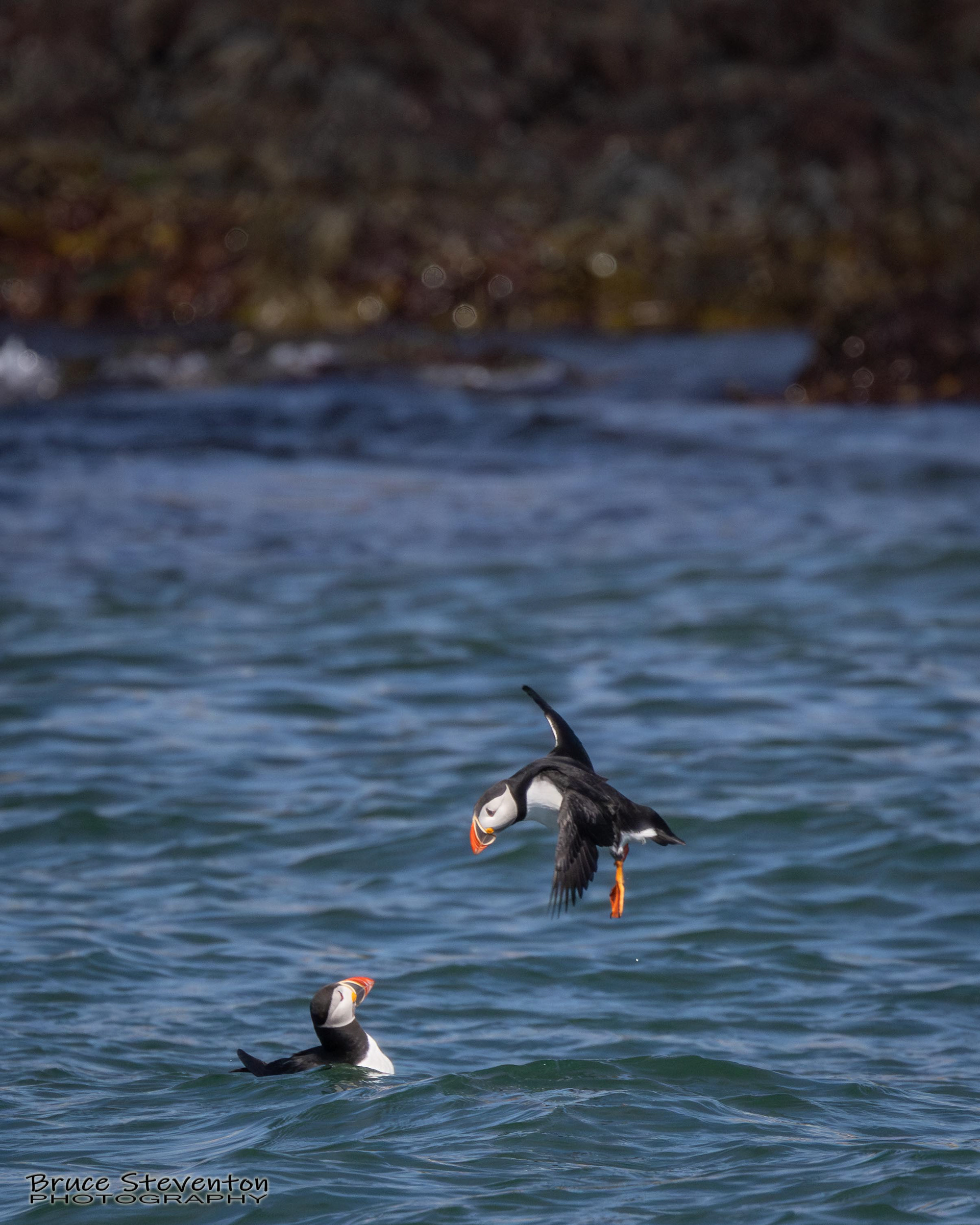 Atlantic Puffin