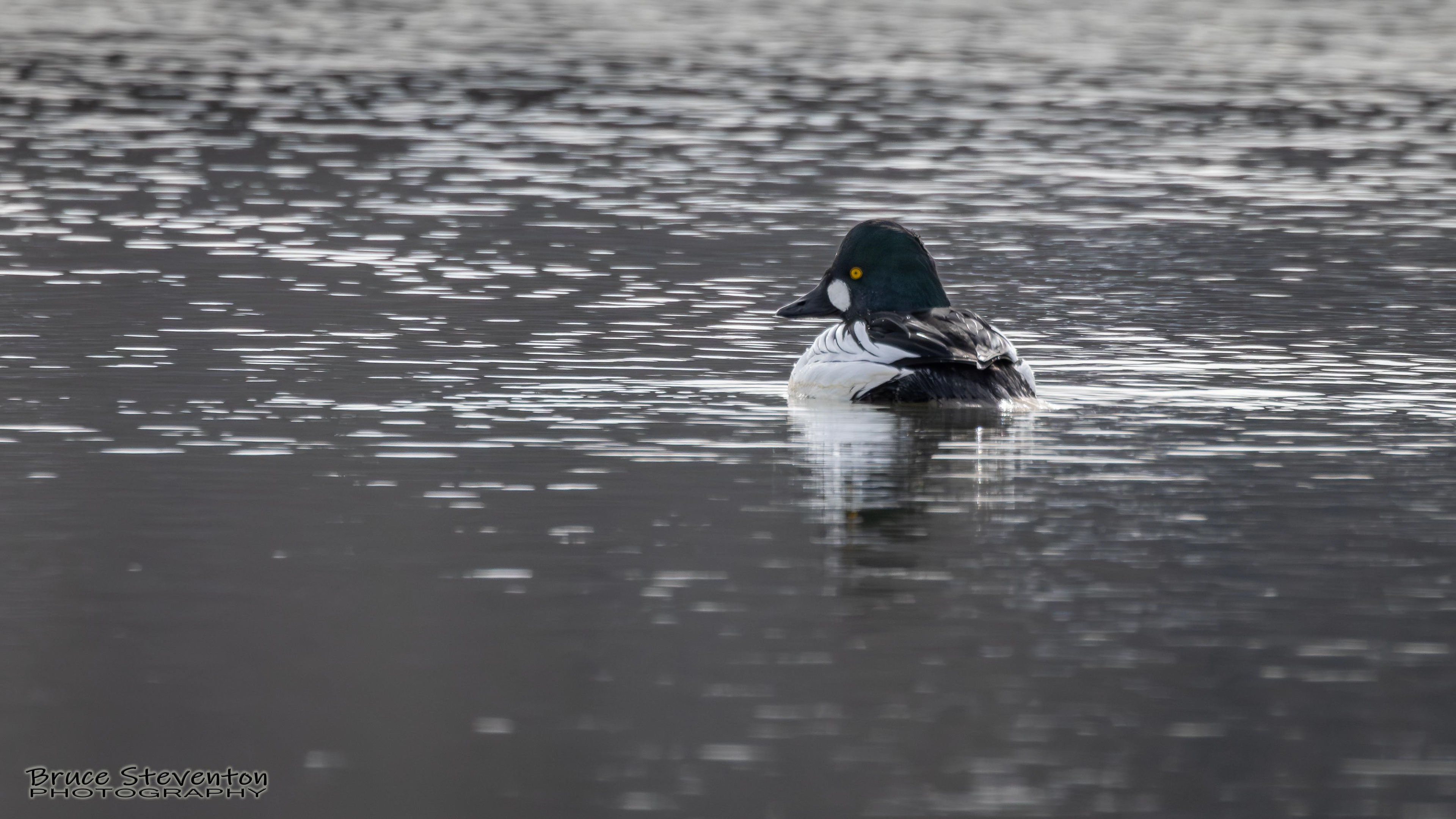 Common Goldeneye (M) - Addison, VT