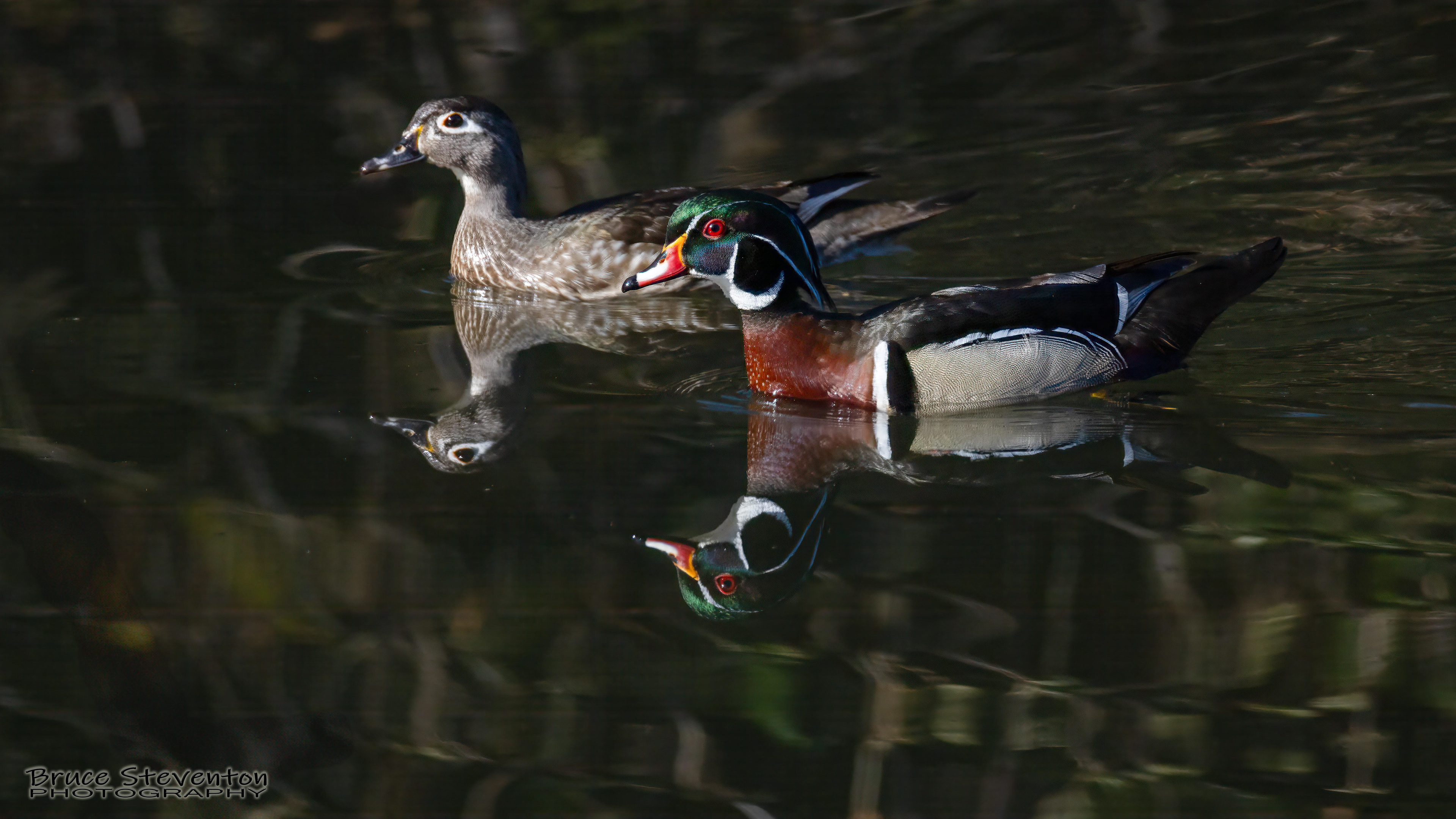 Wood Duck - Rochester, VT