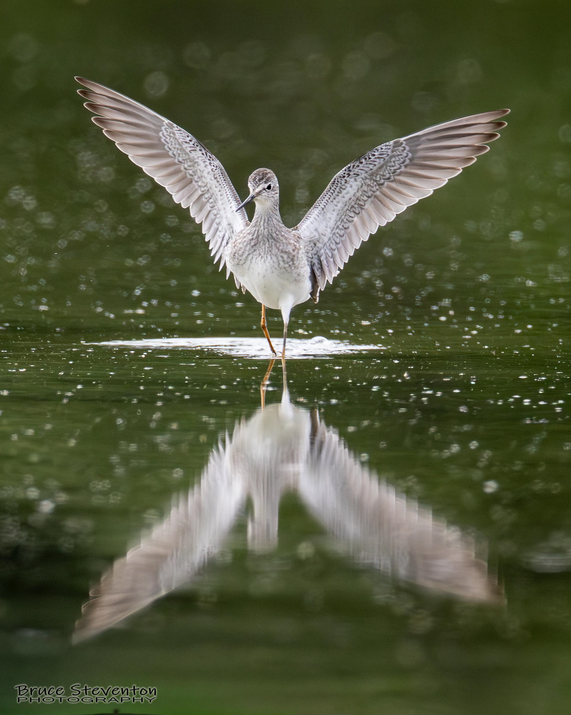 Yellowlegs