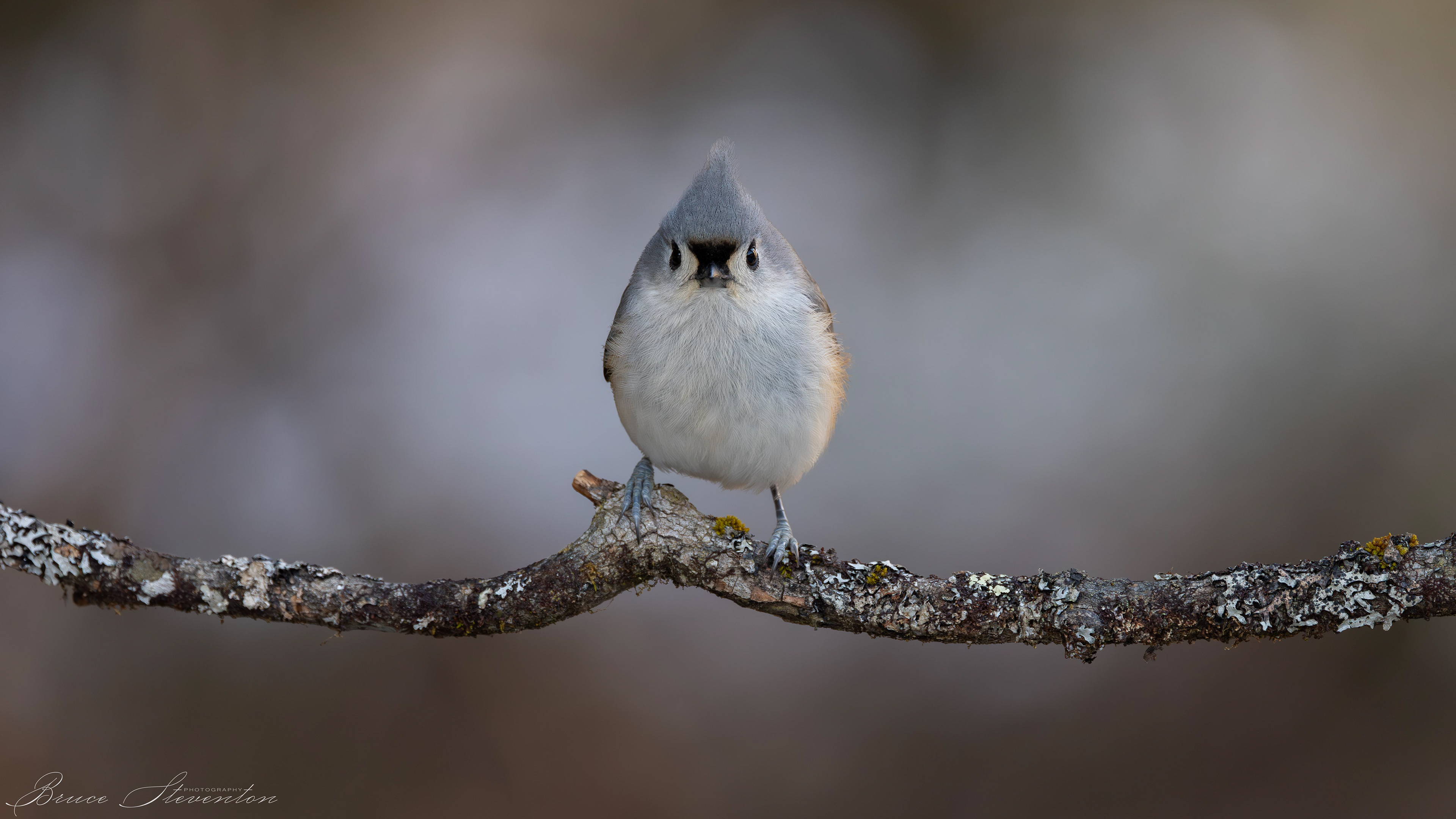 Tufted Titmouse