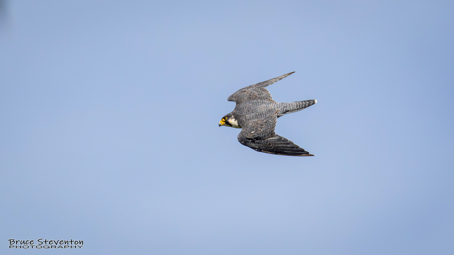 Peregrine Falcon