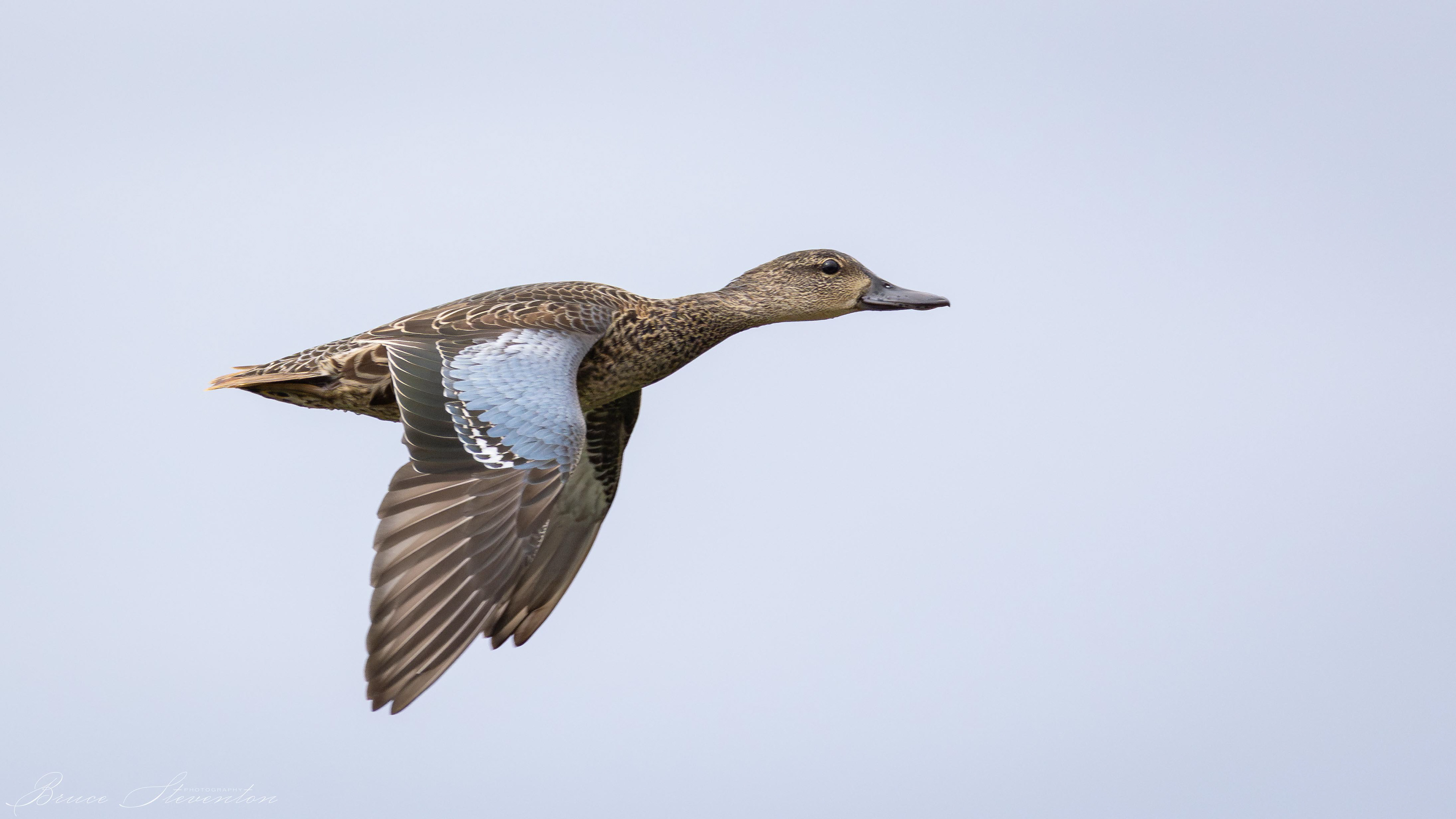 Blue-winged Teal