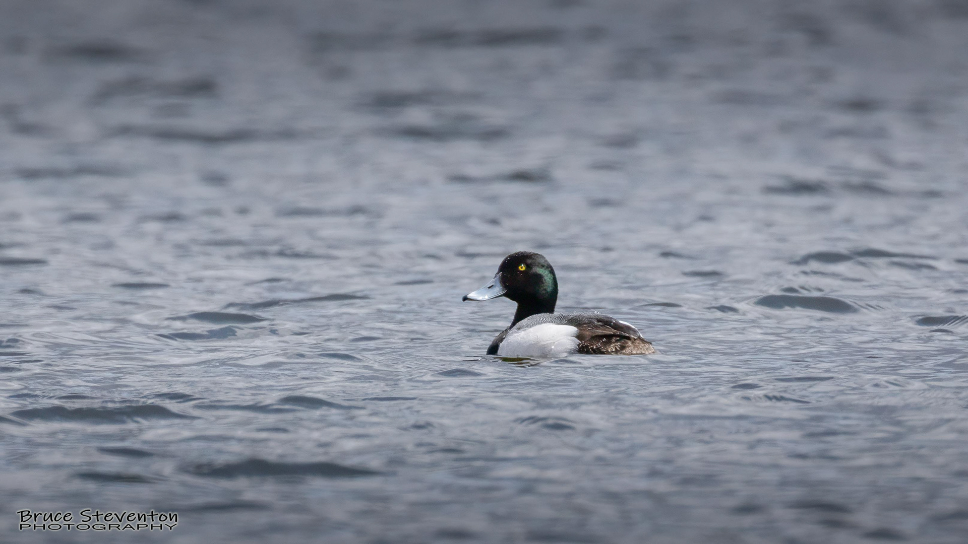 Greater Scaup - Addison, VT