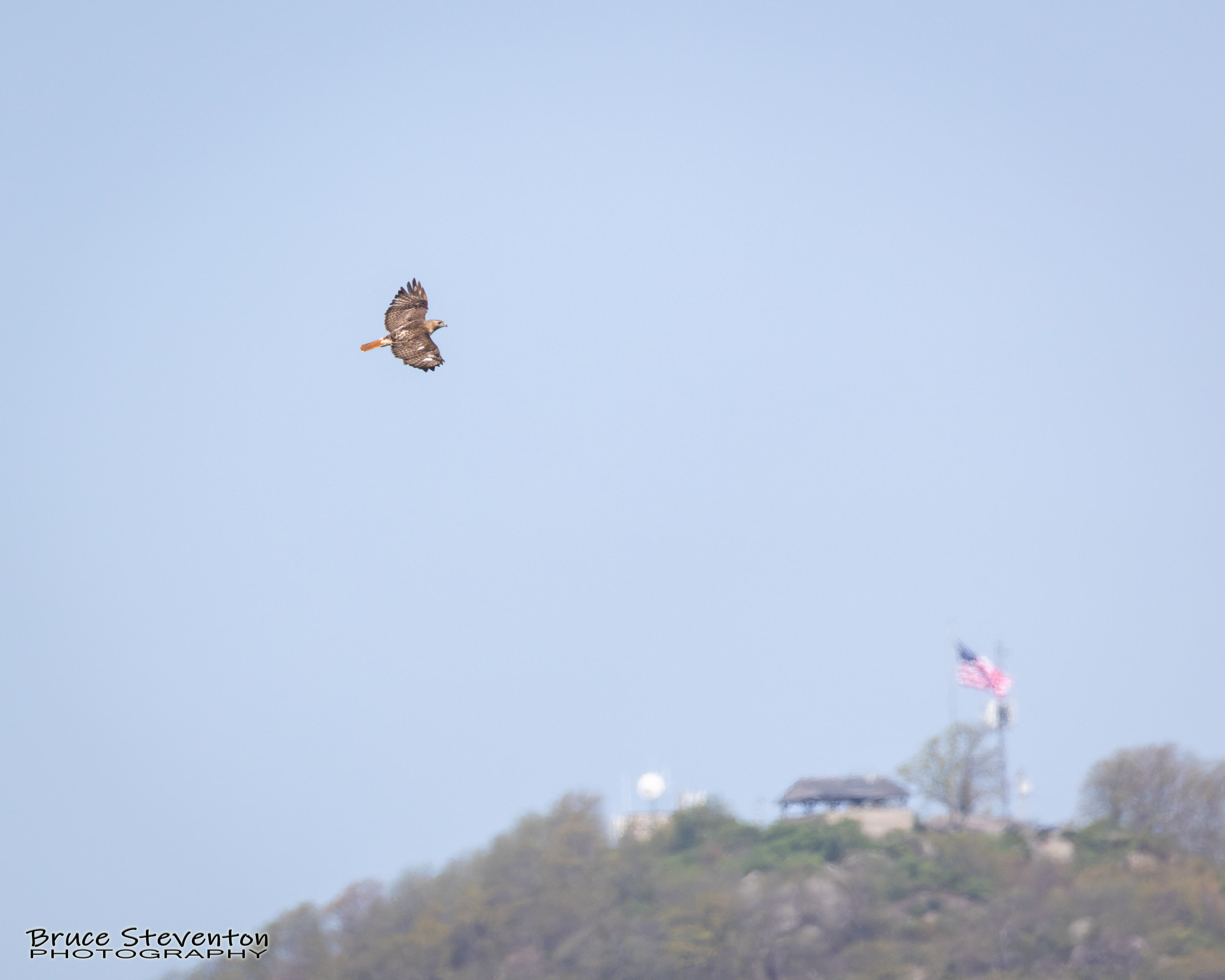 Red-tailed Hawk
