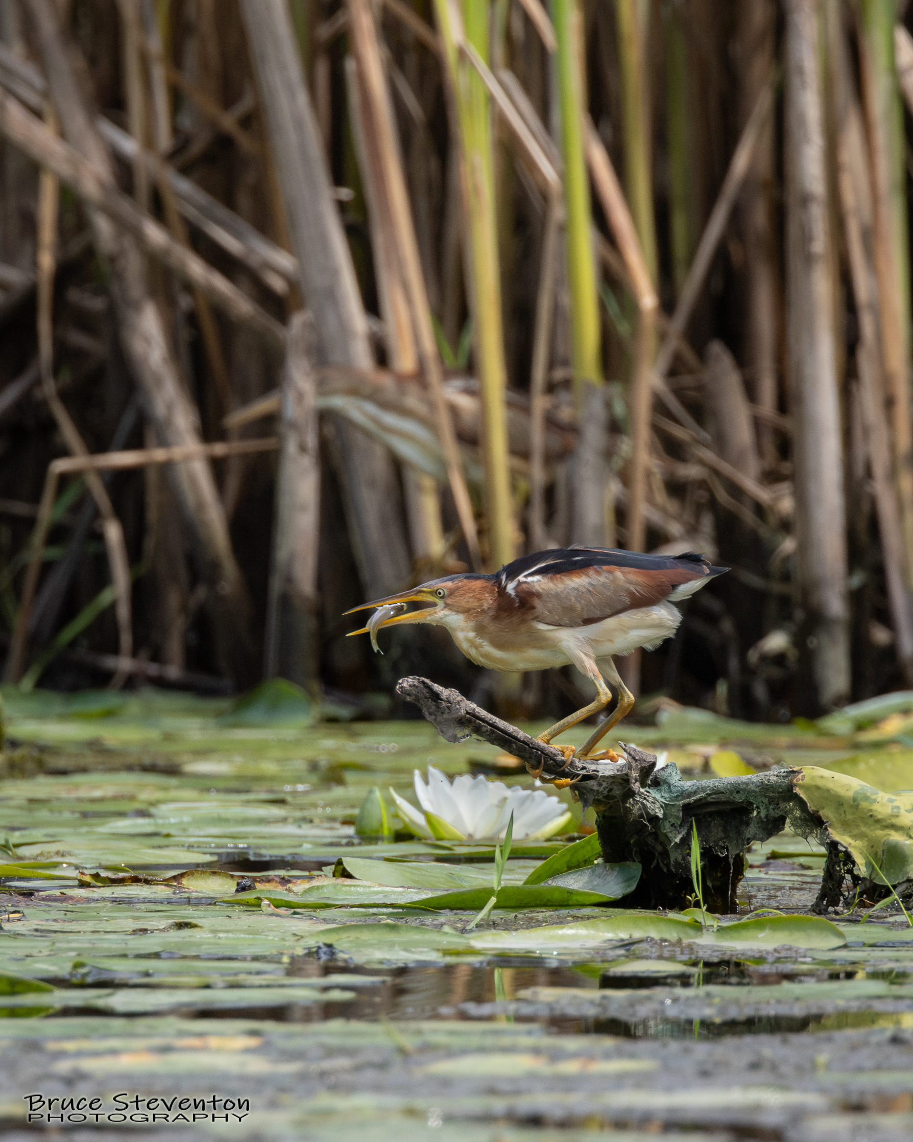 Least Bittern