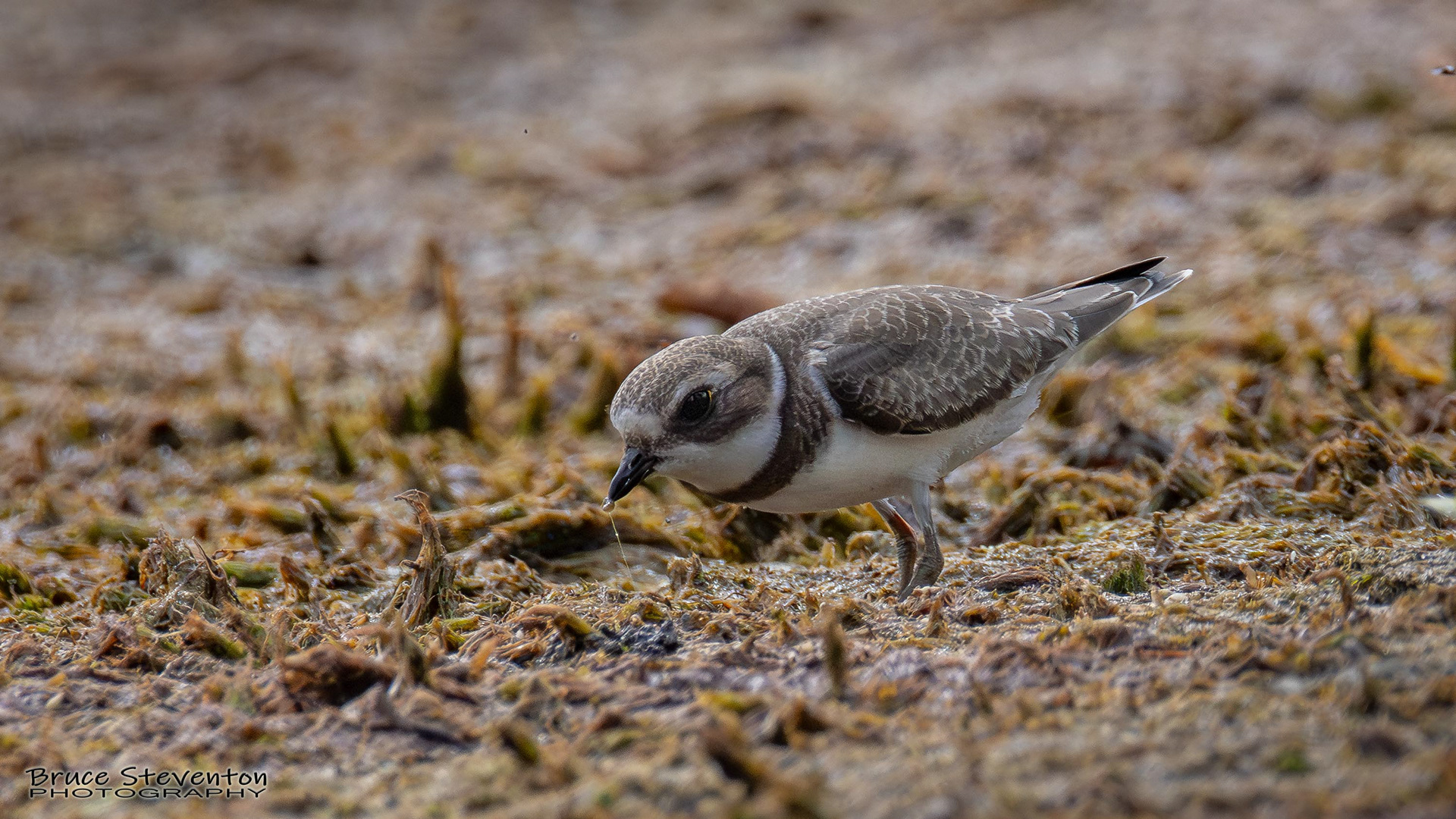 Semipalmated Plover
