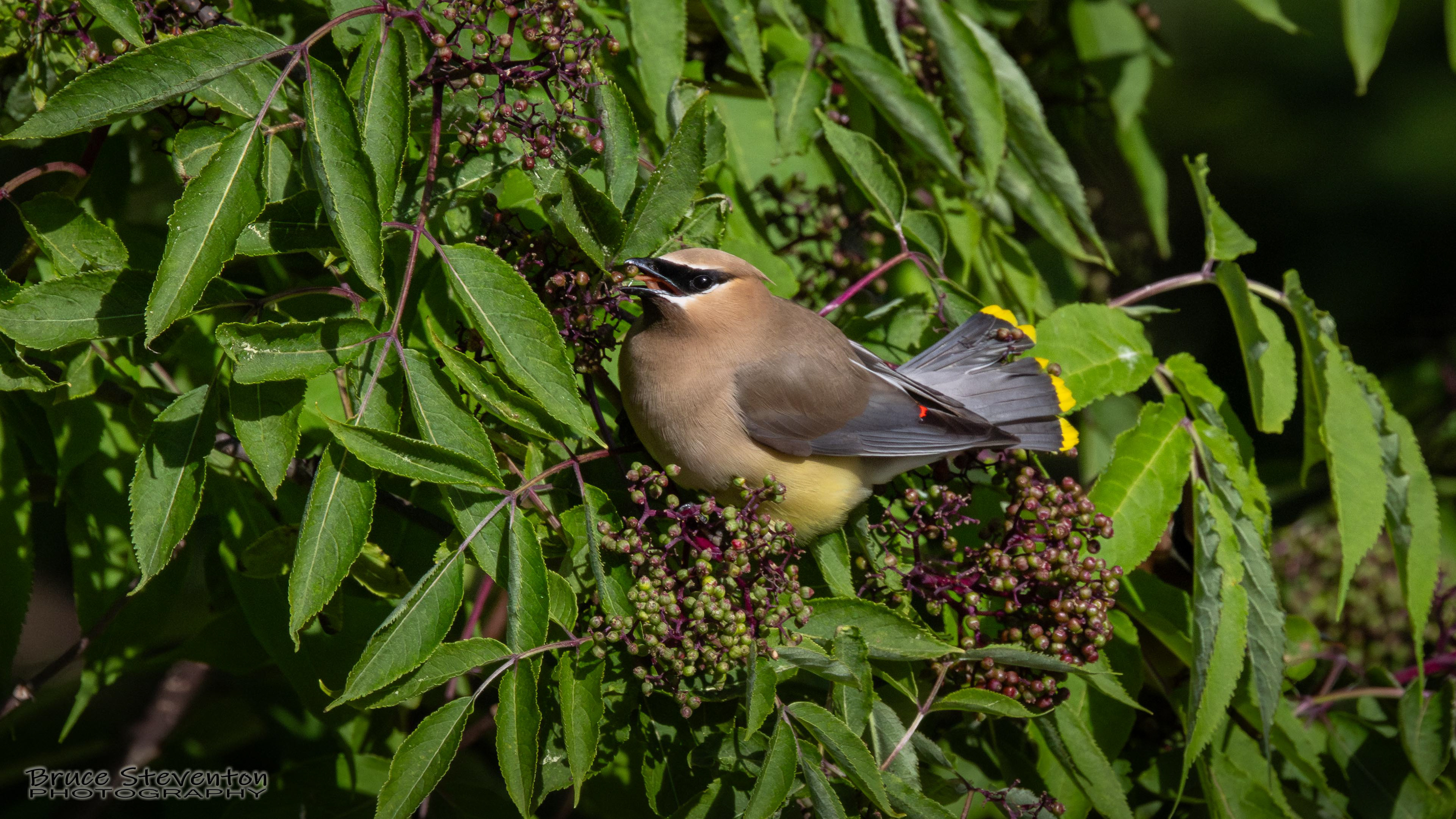 Cedar Waxwing