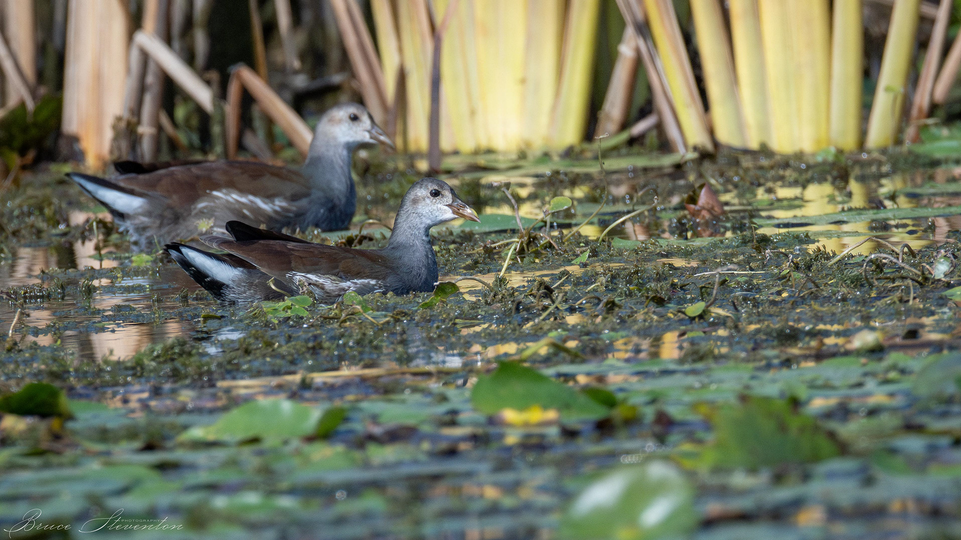 Common Gallinule