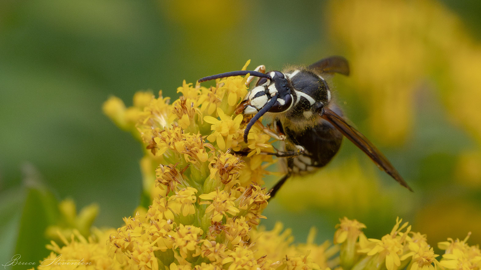 White-faced Hornet on Goldenrod
