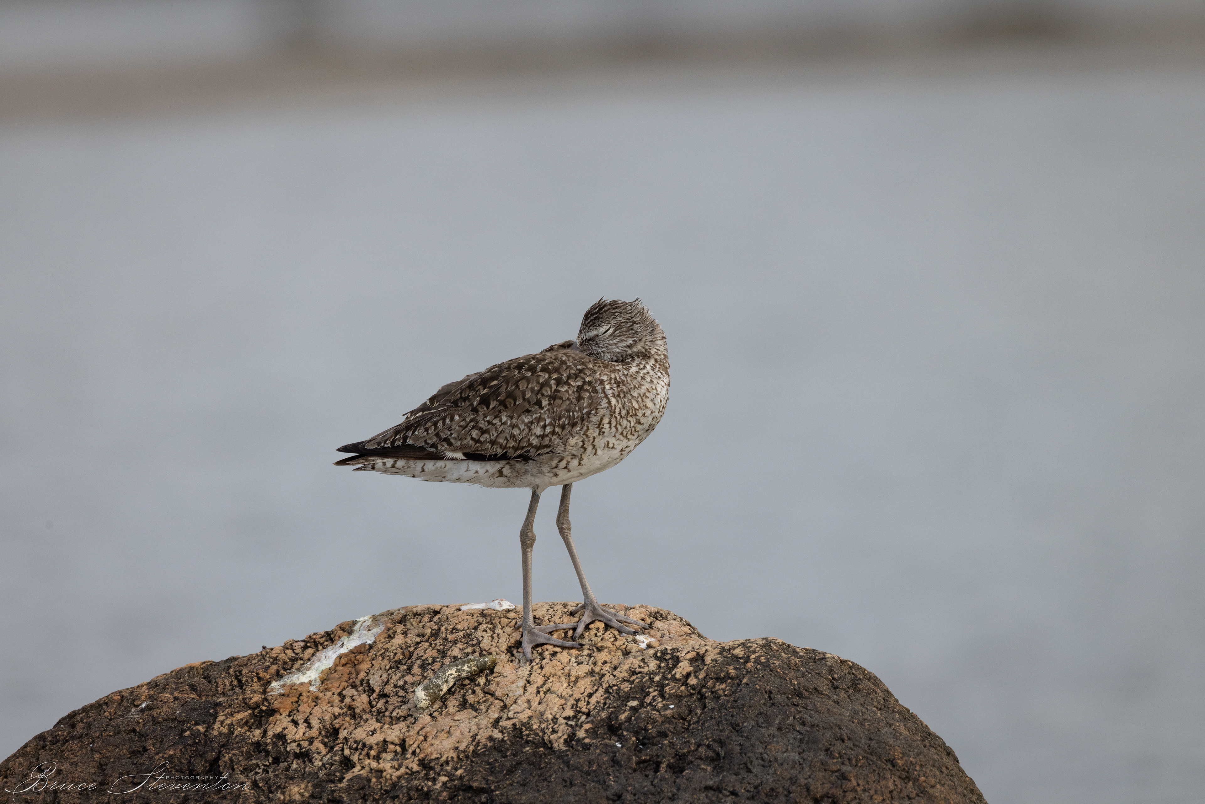 Willet