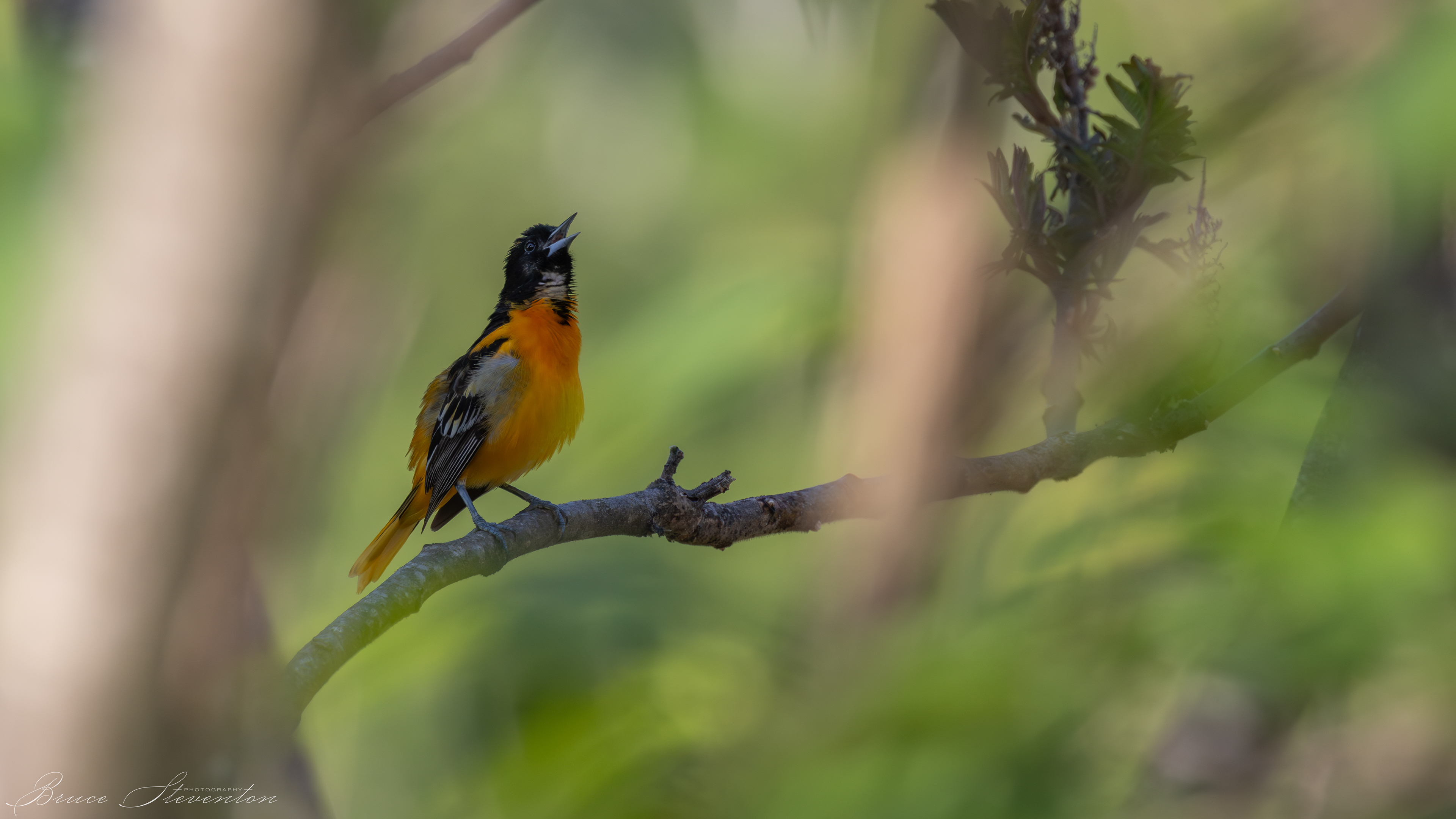 Baltimore Oriole