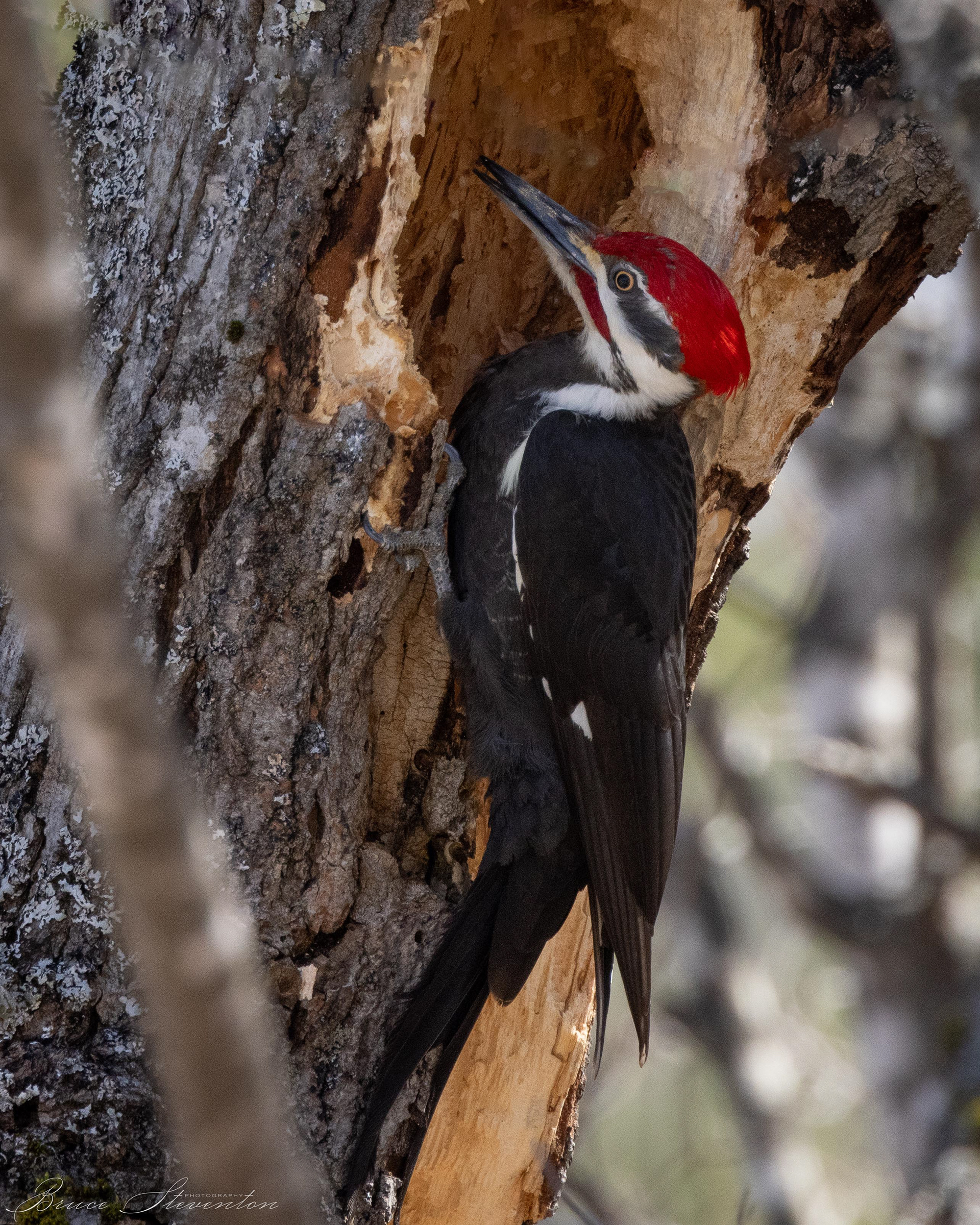 Pileated Woodpecker (Male)