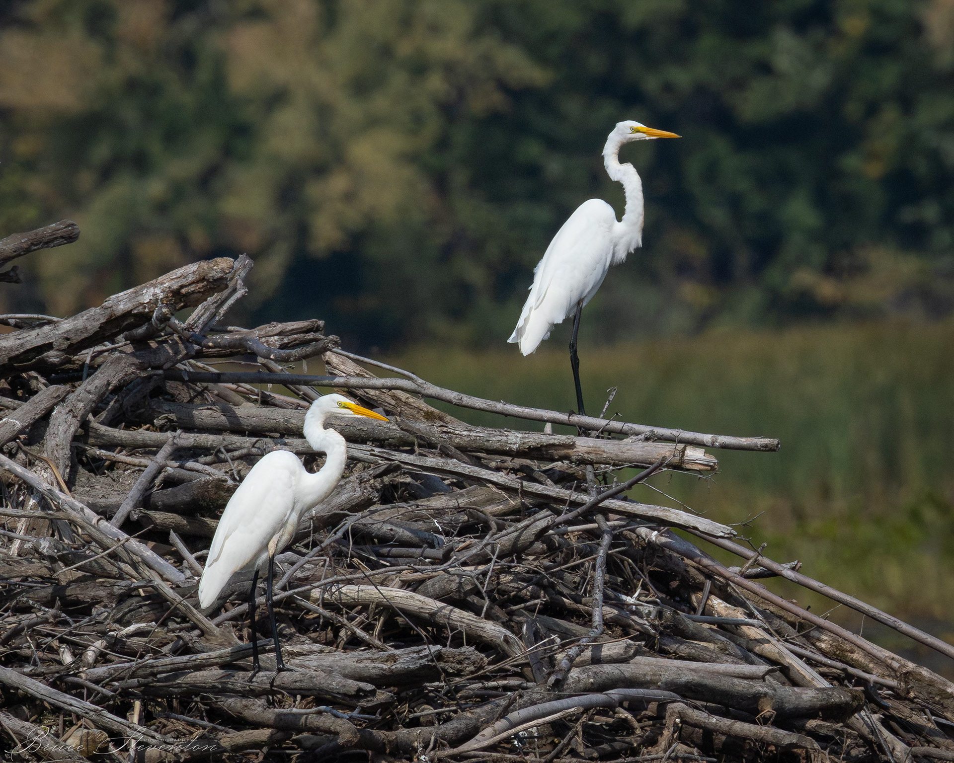 Great Egret