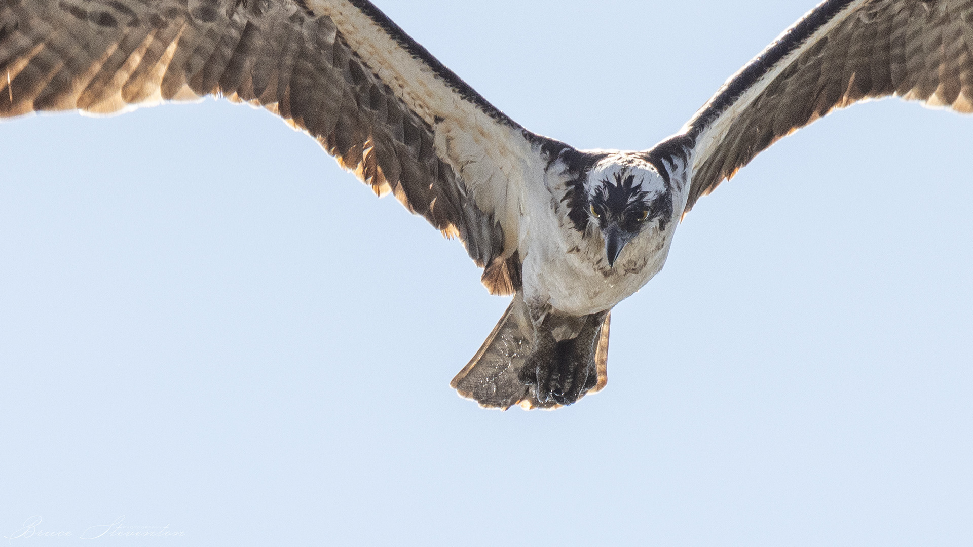 Osprey