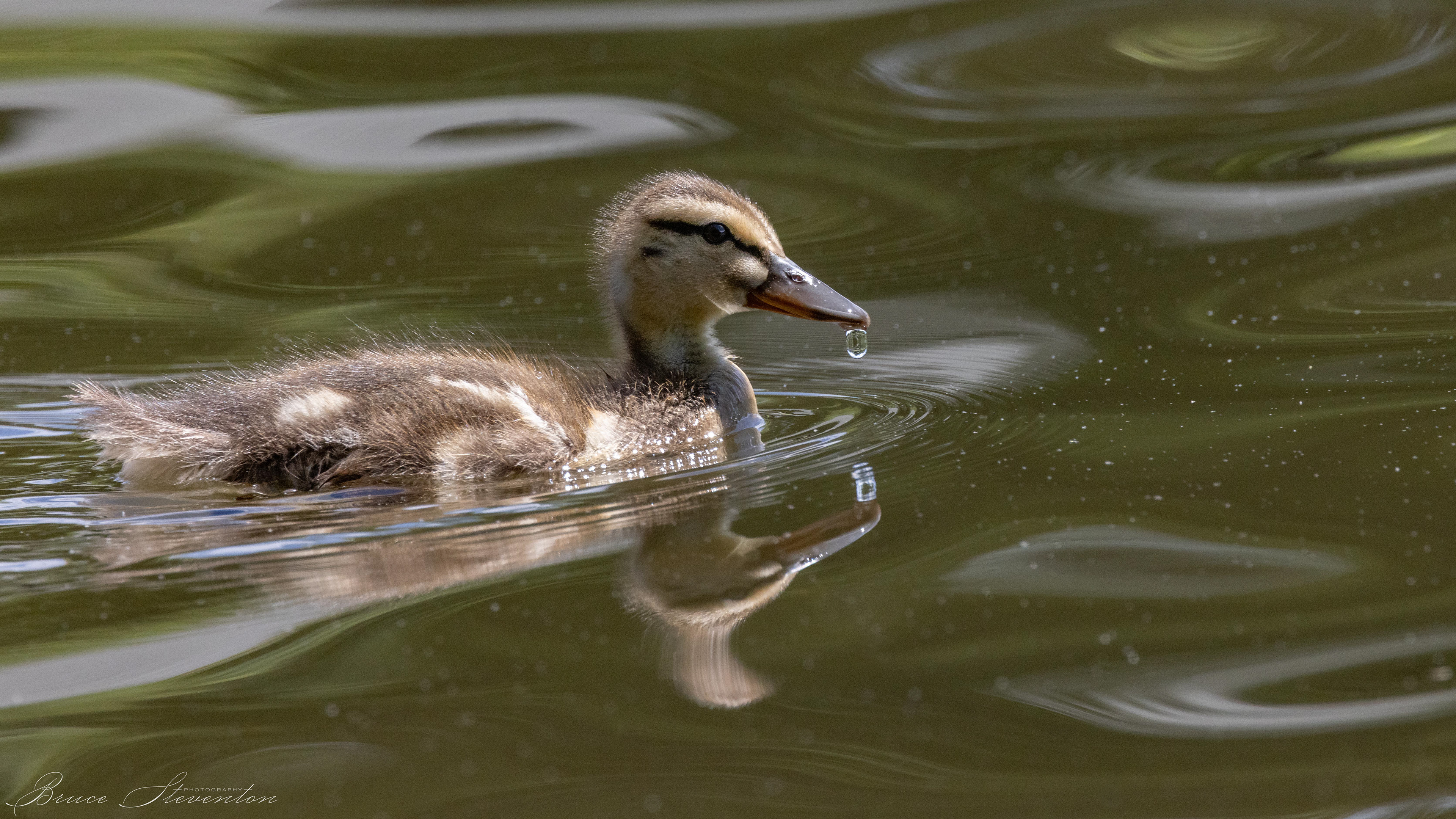 Mallard Duck - Lake Tomahawk