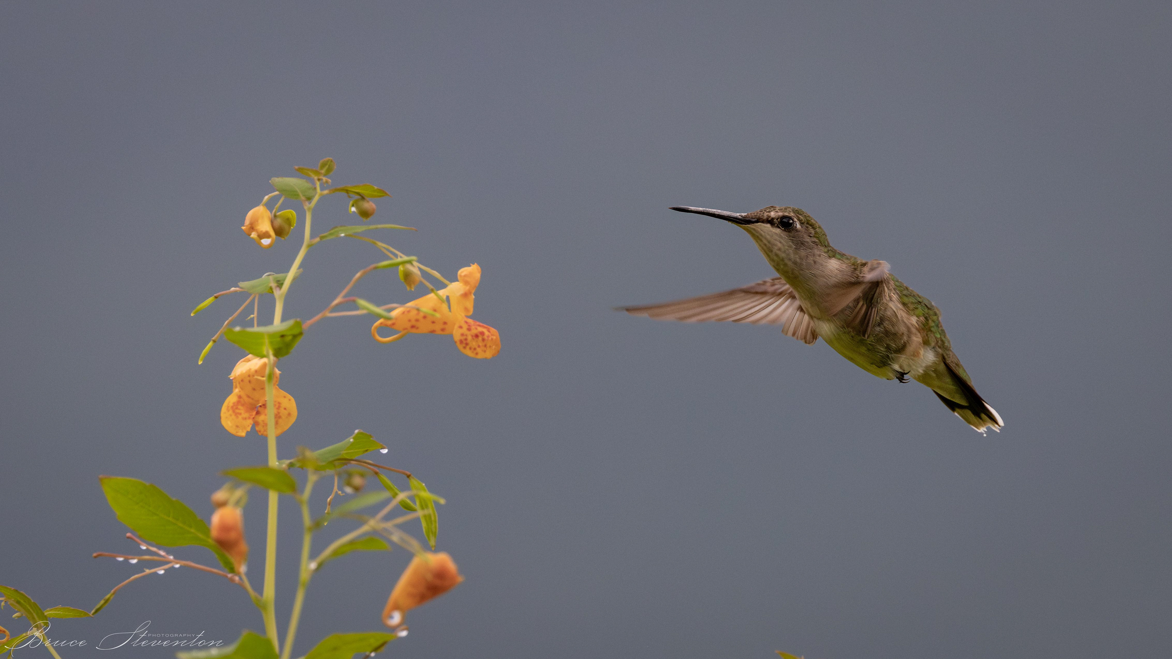 Ruby-throated Hummingbird on Jewel Weed