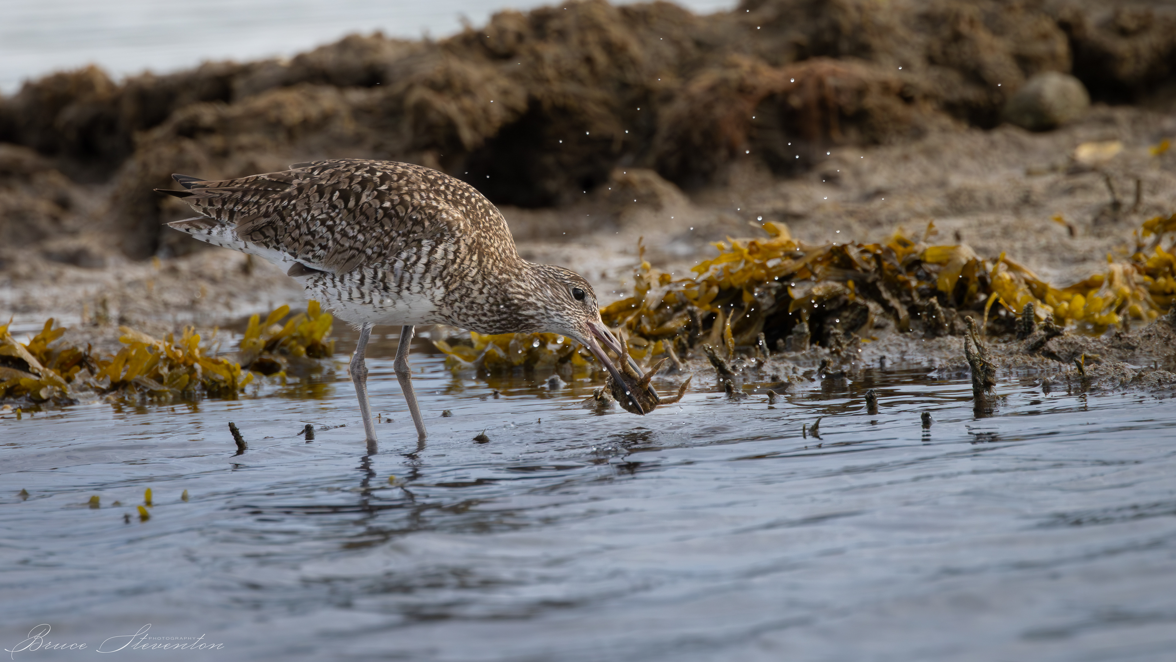 Willet w/Spider Crab