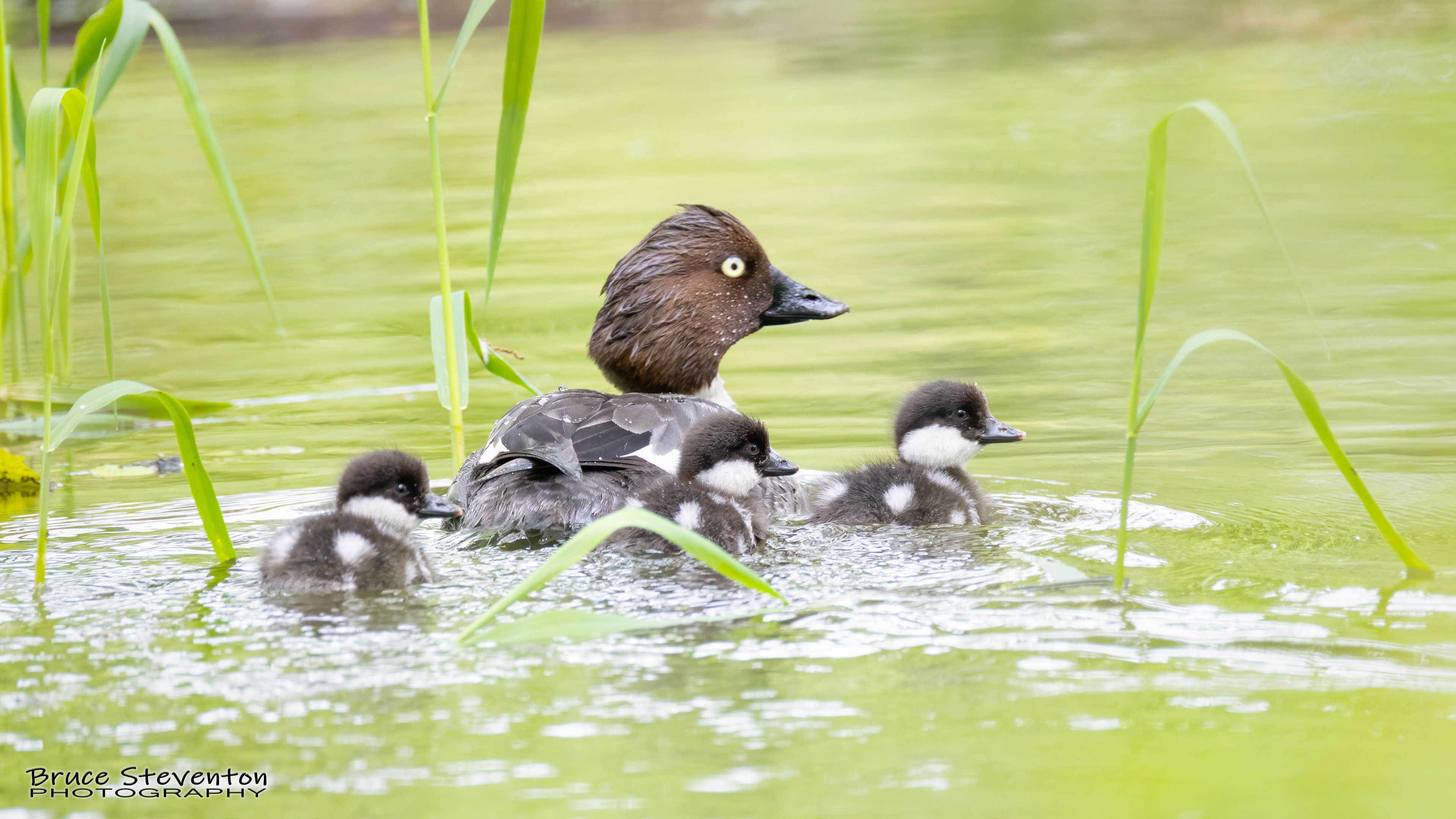 Common Goldeneye (F) - Vergennes, VT