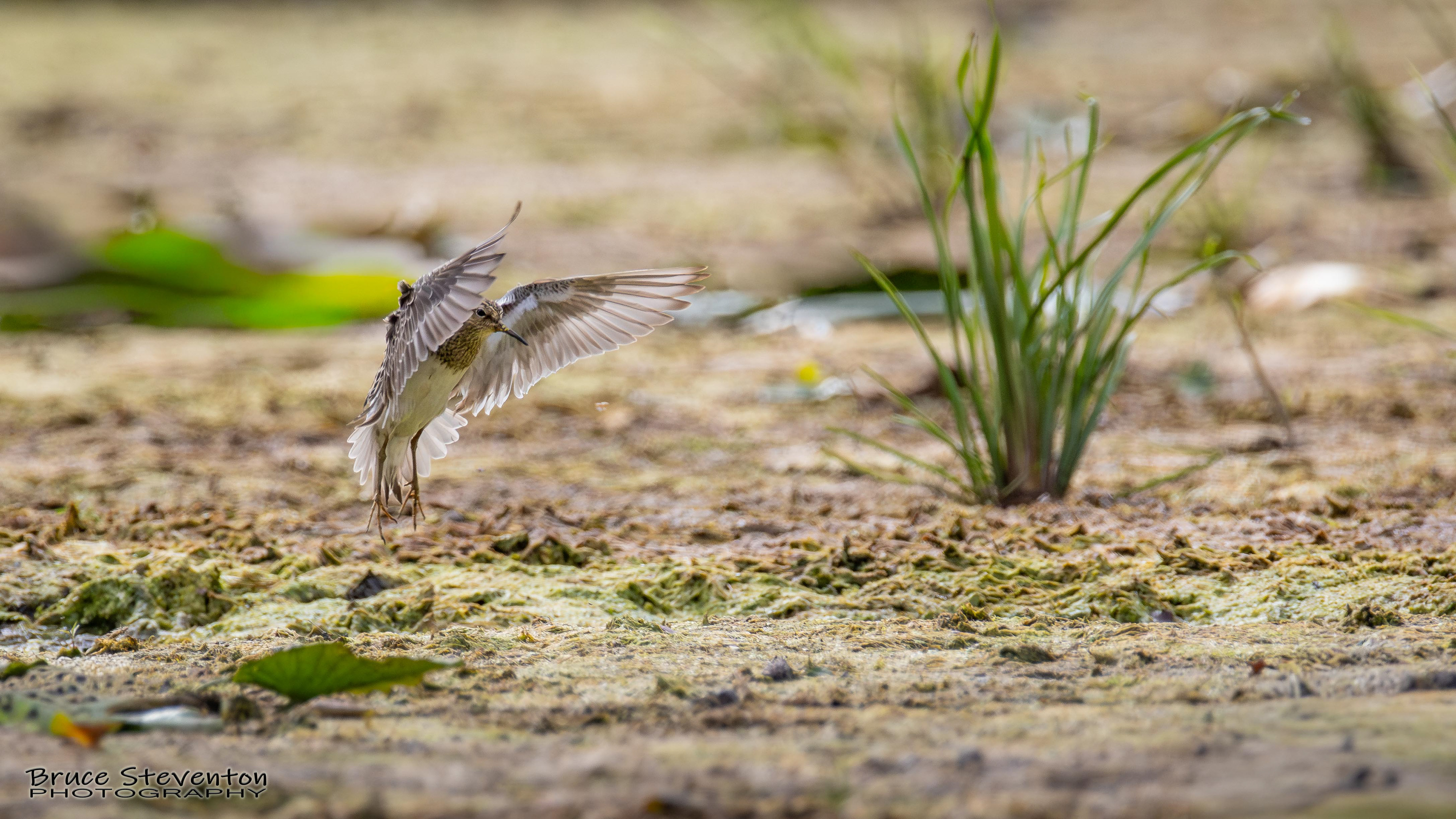 Pectoral Sandpiper