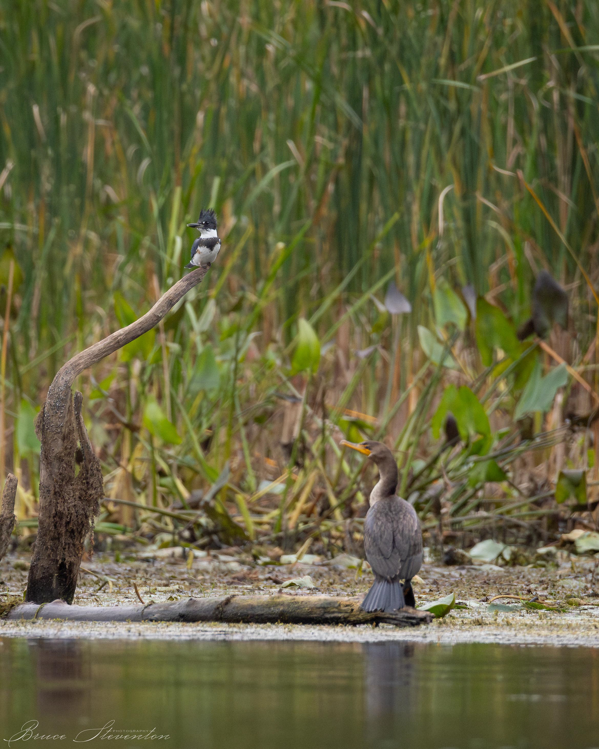 Belted Kingfisher & Double-crested Cormorant