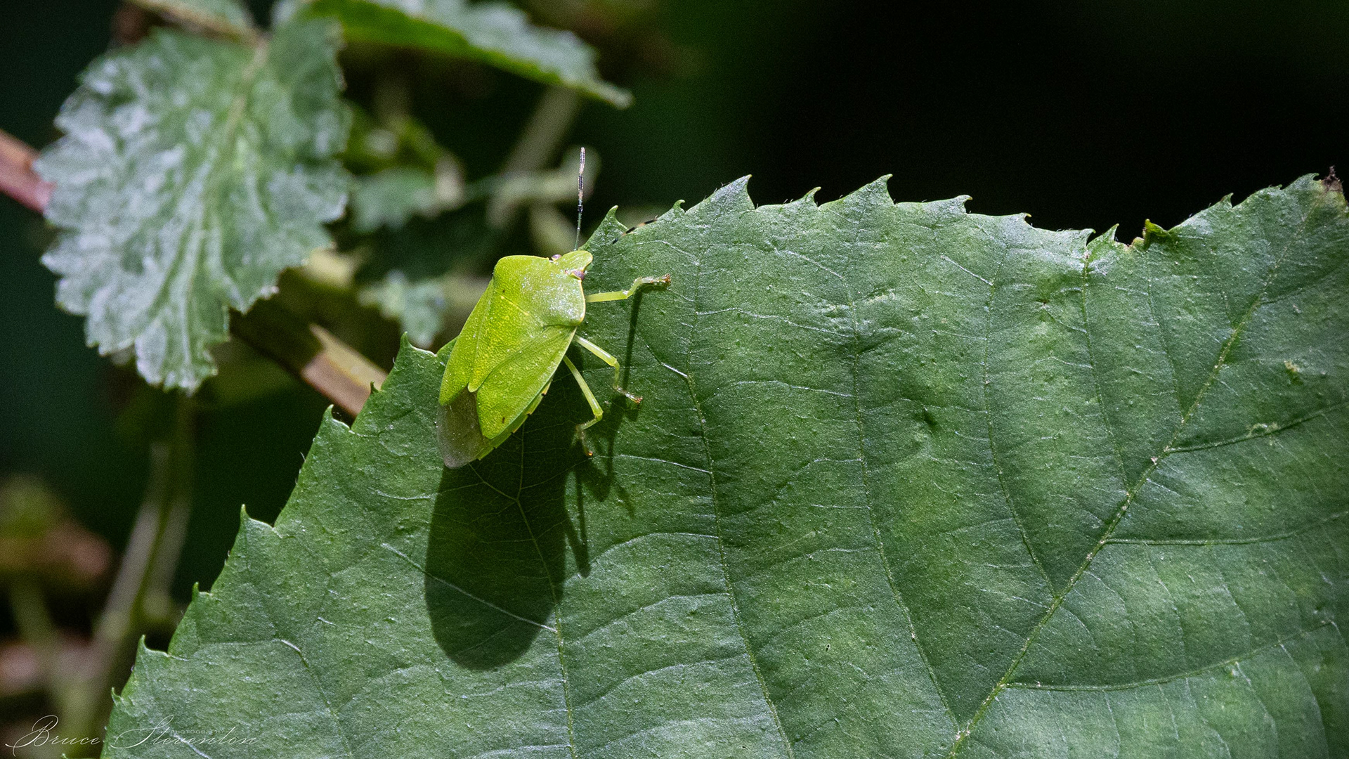 Stink Bug - Blue Ridge Parkway