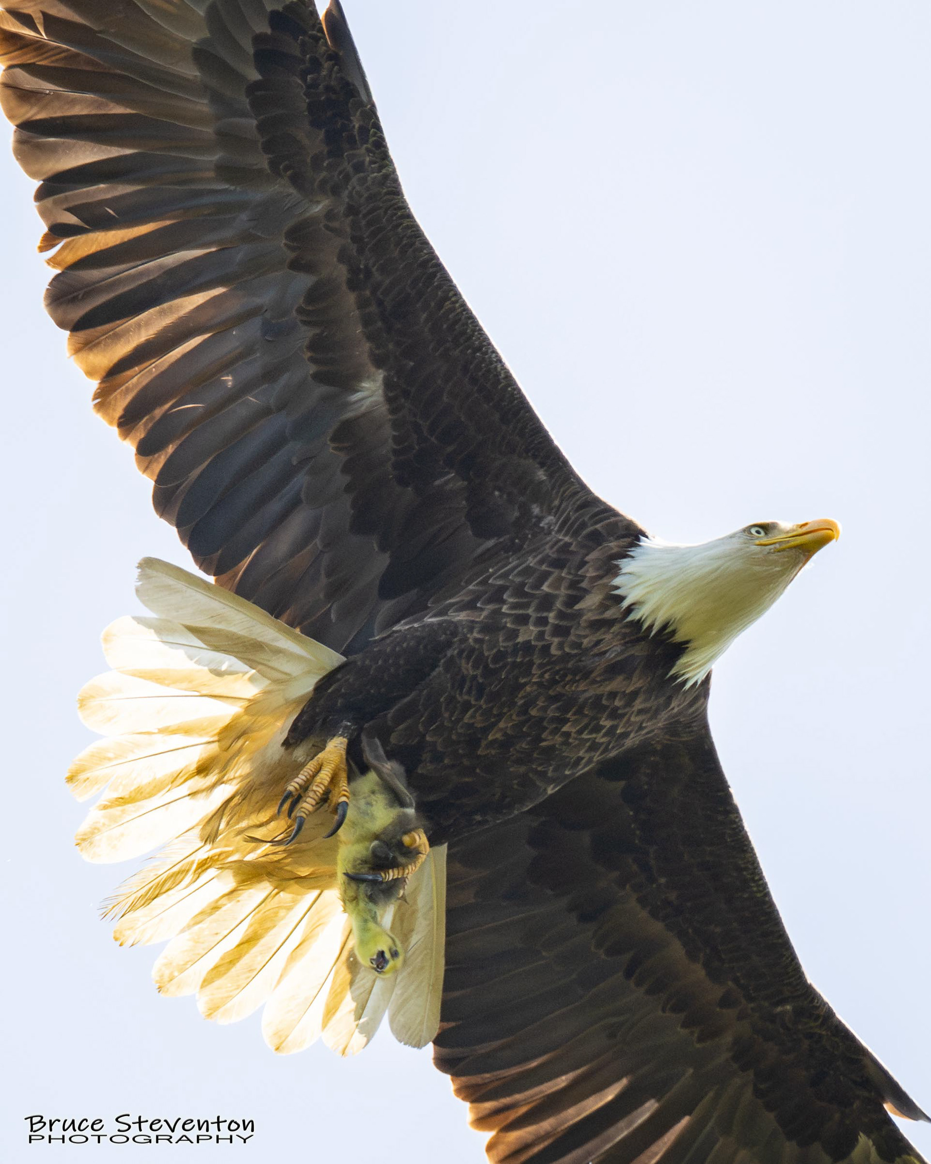 Bald Eagle