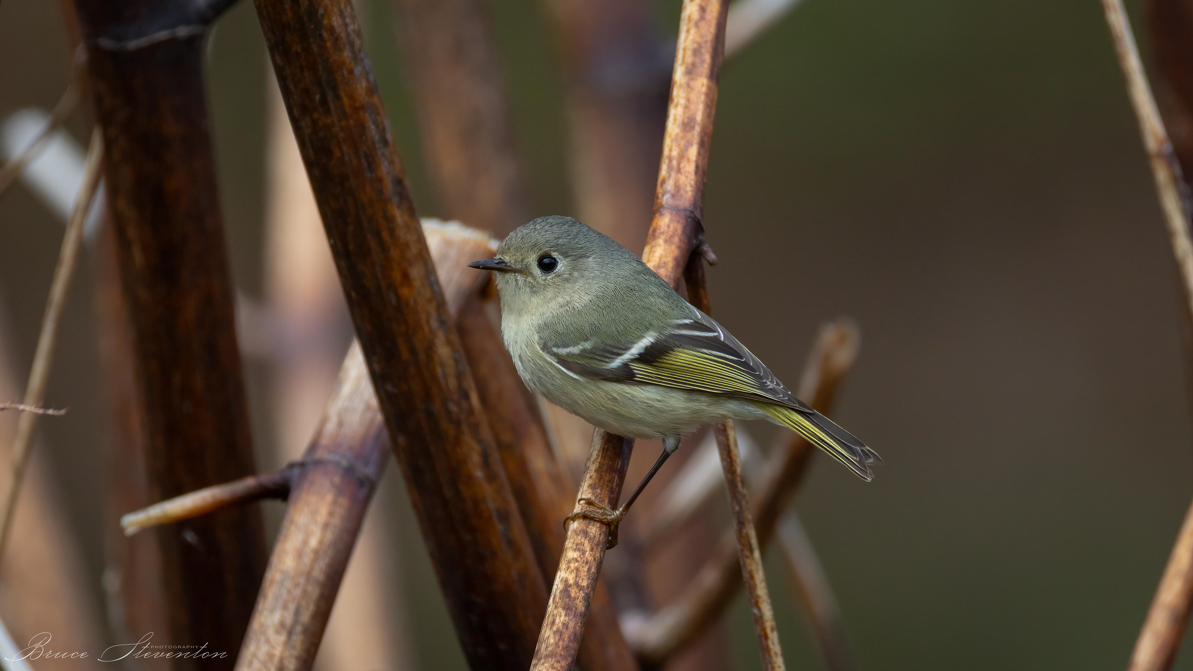 Ruby-crowned Kinglet