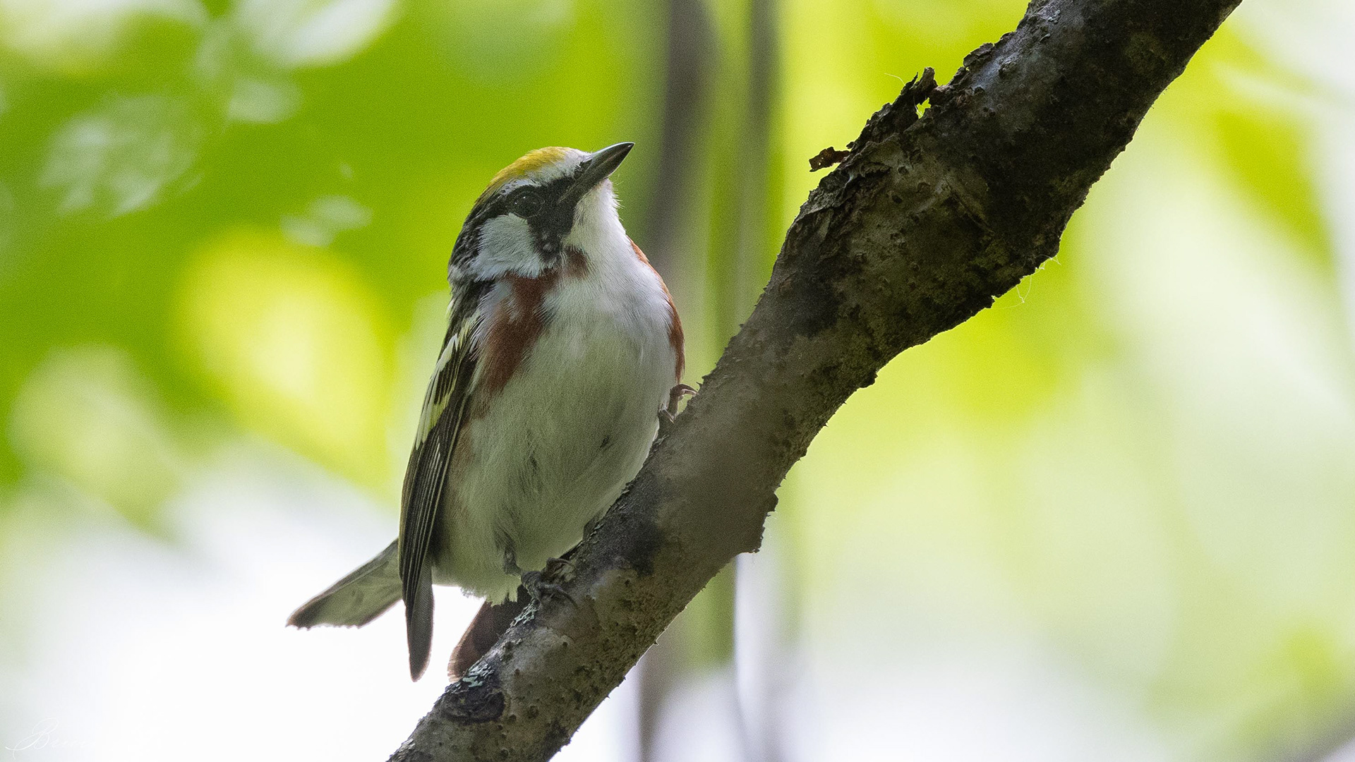 Chestnut-sided warbler