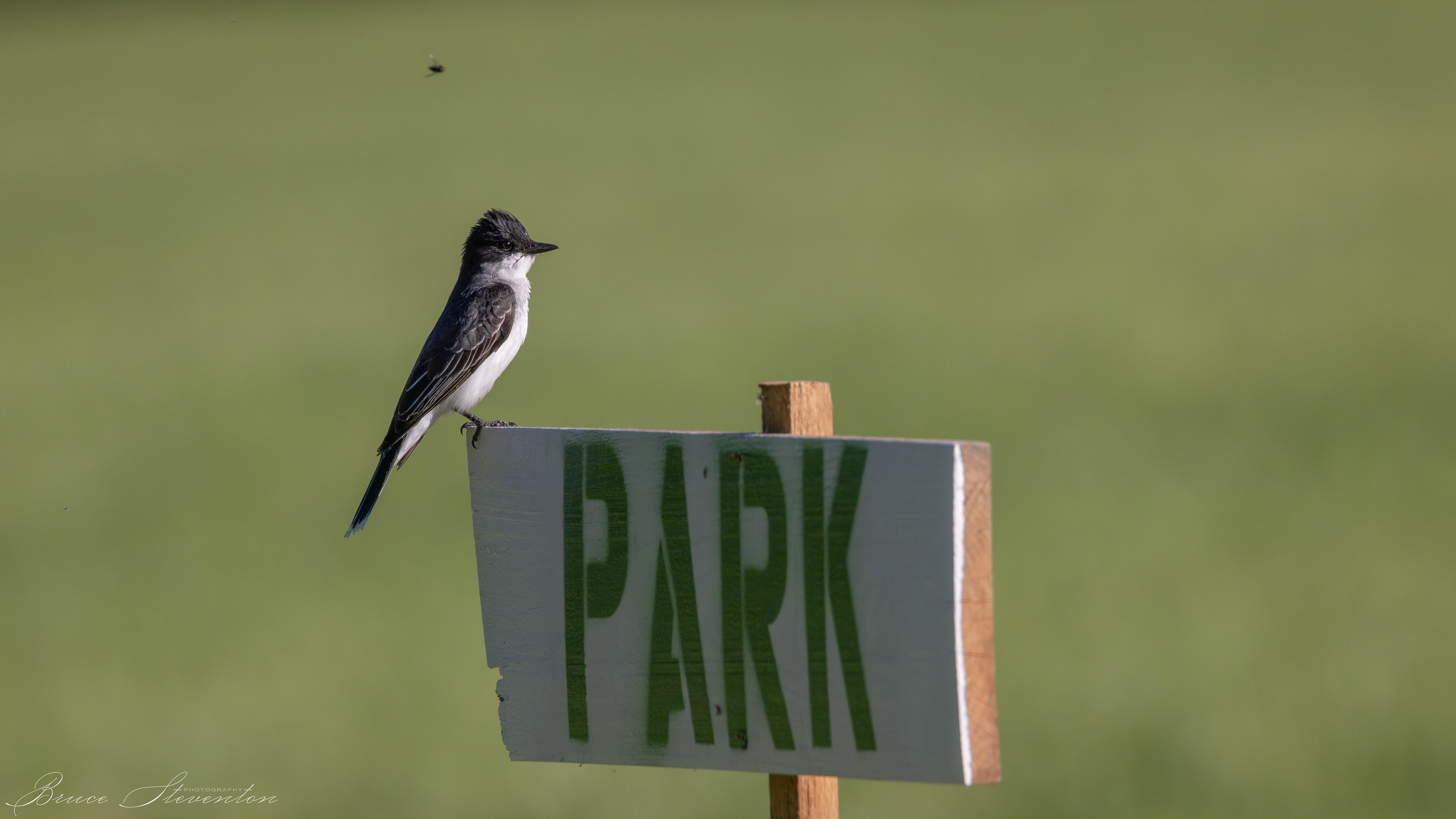 Eastern Kingbird (That fly doesn't know the danger he is in)