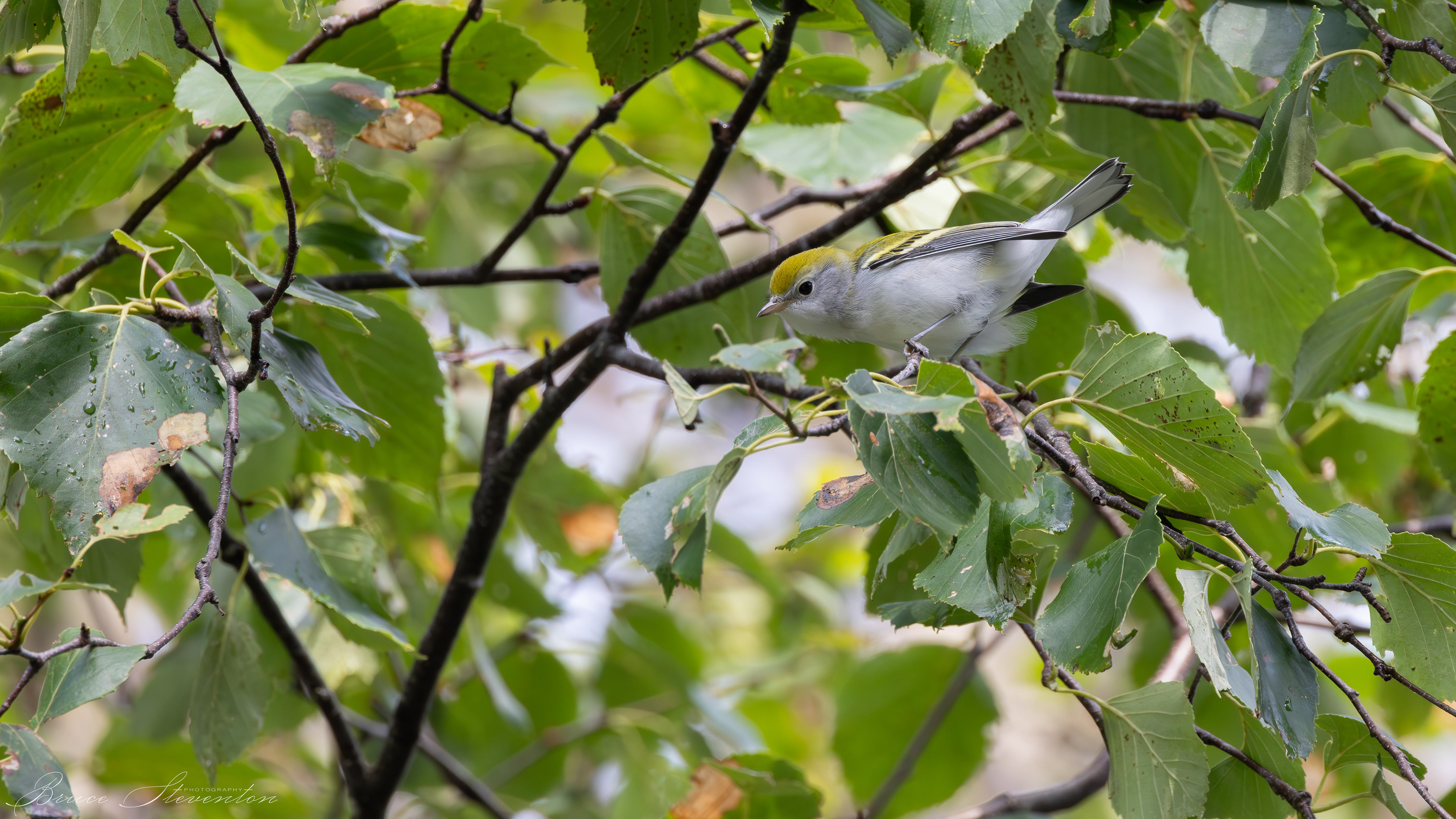 Chestnut-sided Warbler - Immature
