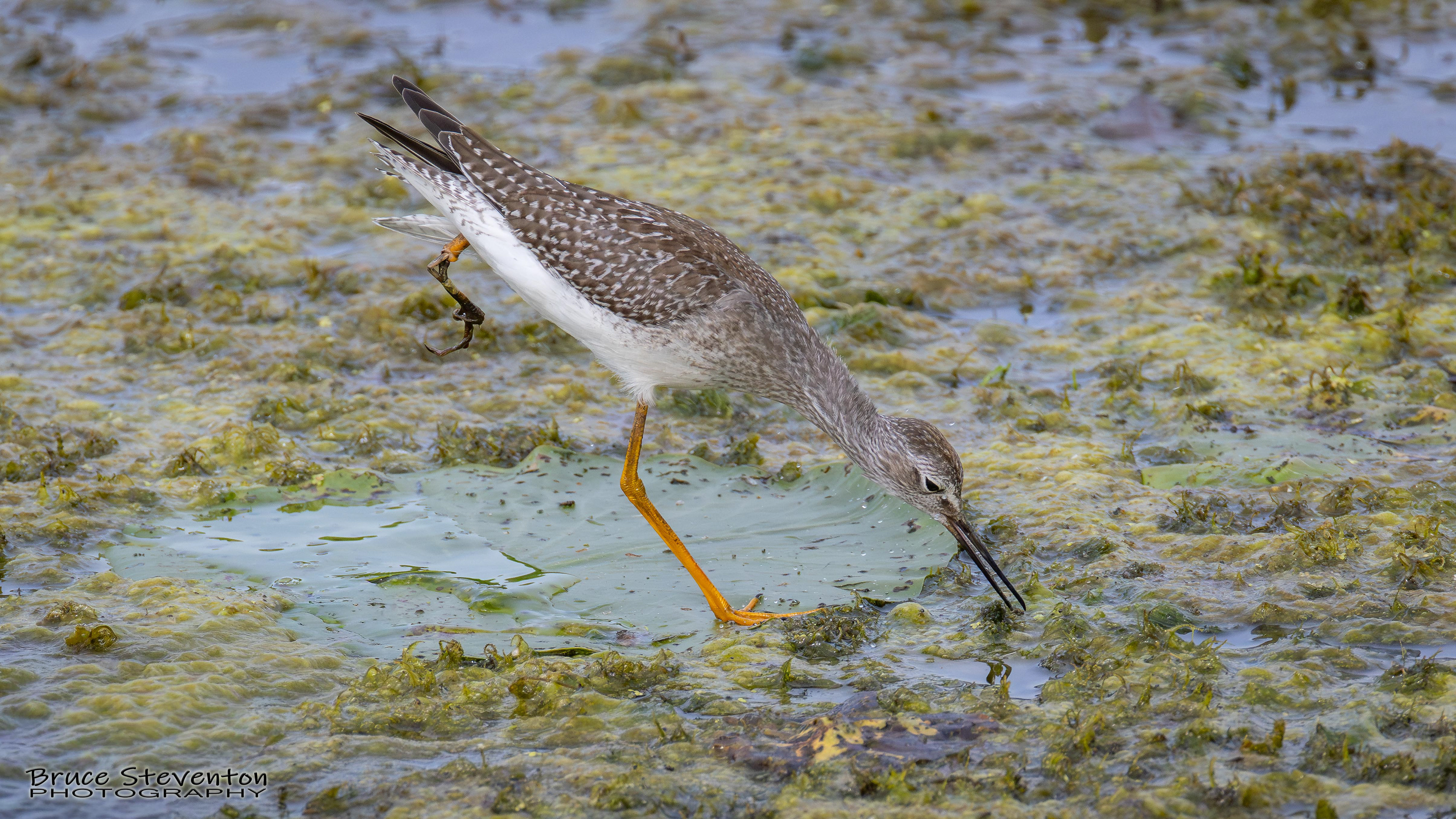 Lesser Yellowlegs
