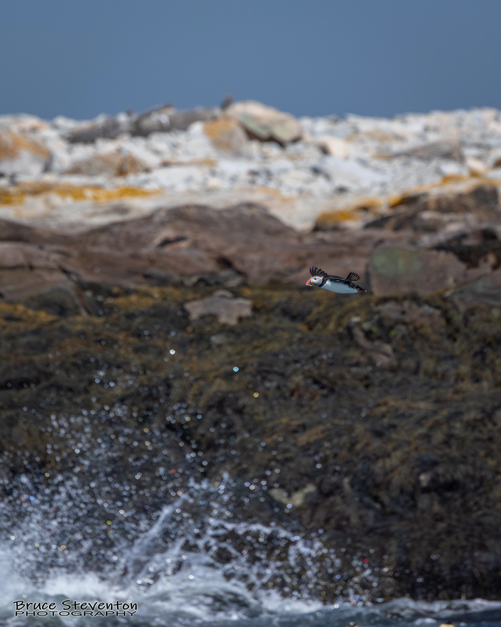 Atlantic Puffin