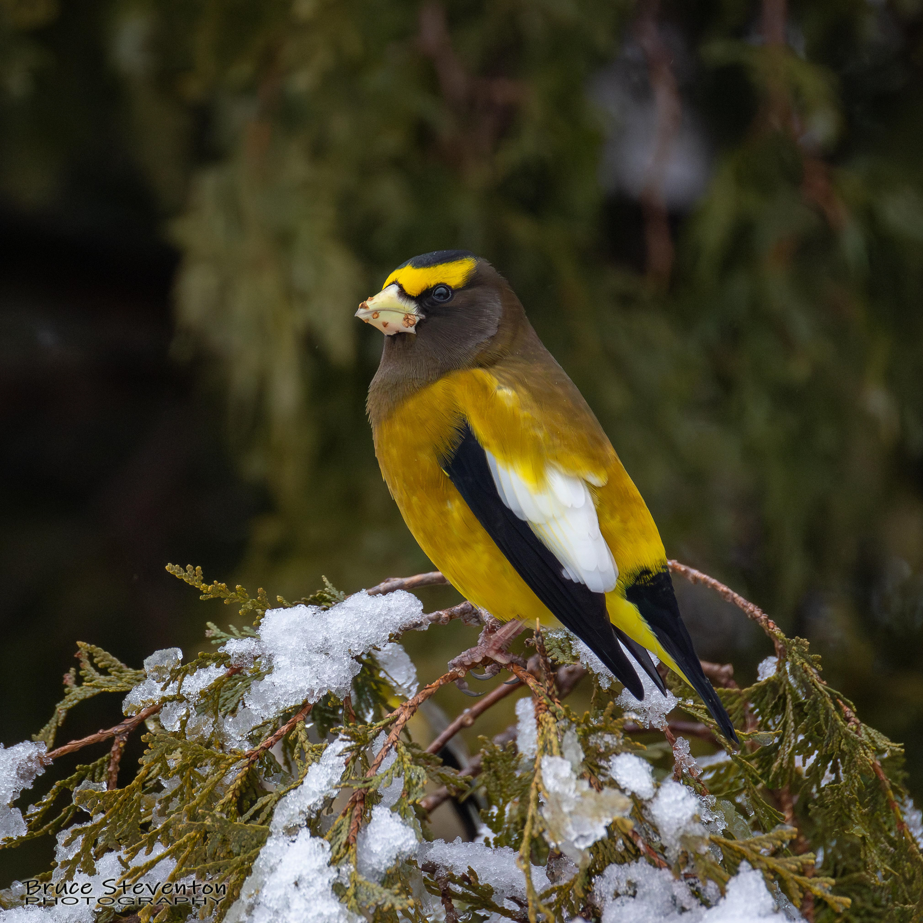 Evening Grosbeak
